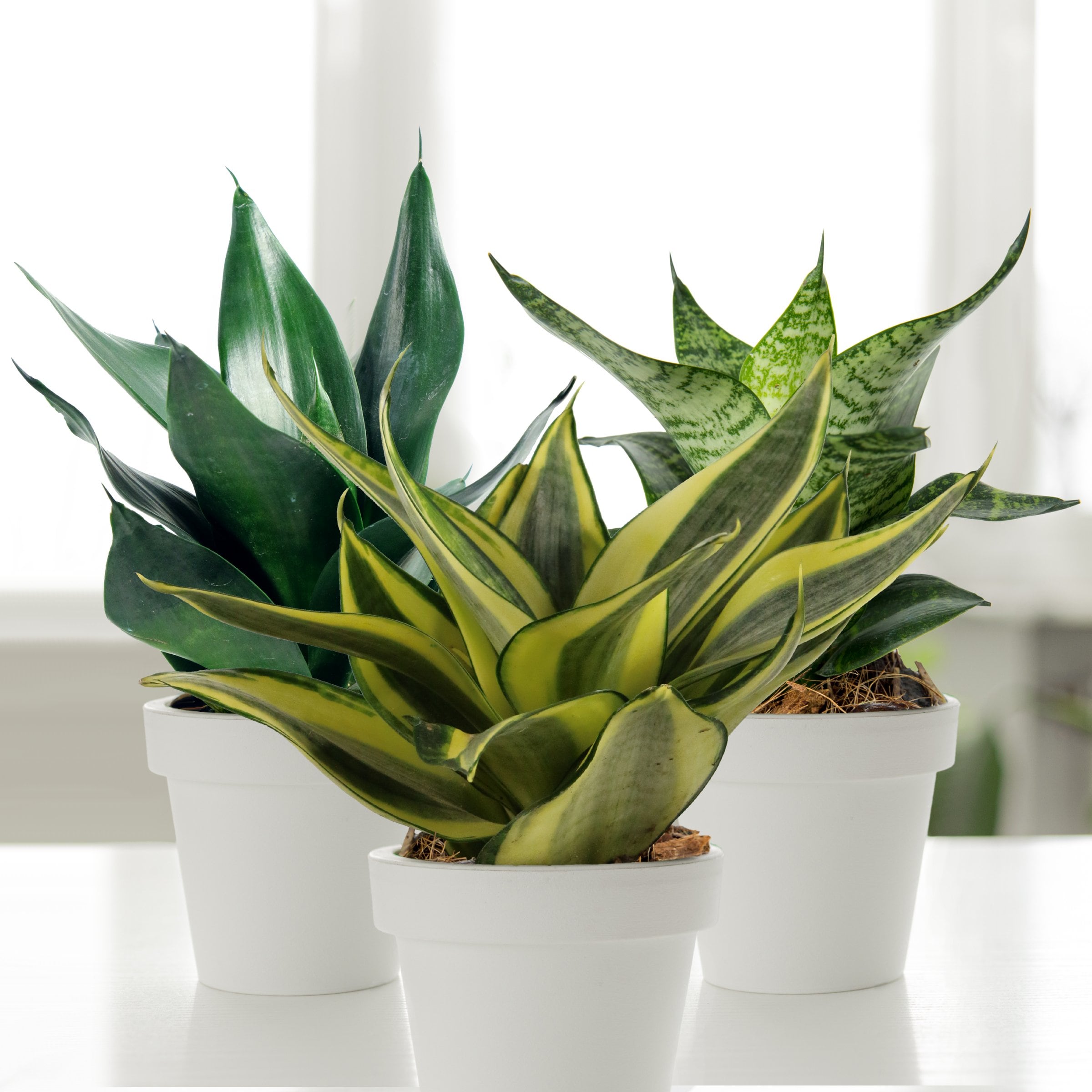 National Plant Network LW1825 hseplants - View #3