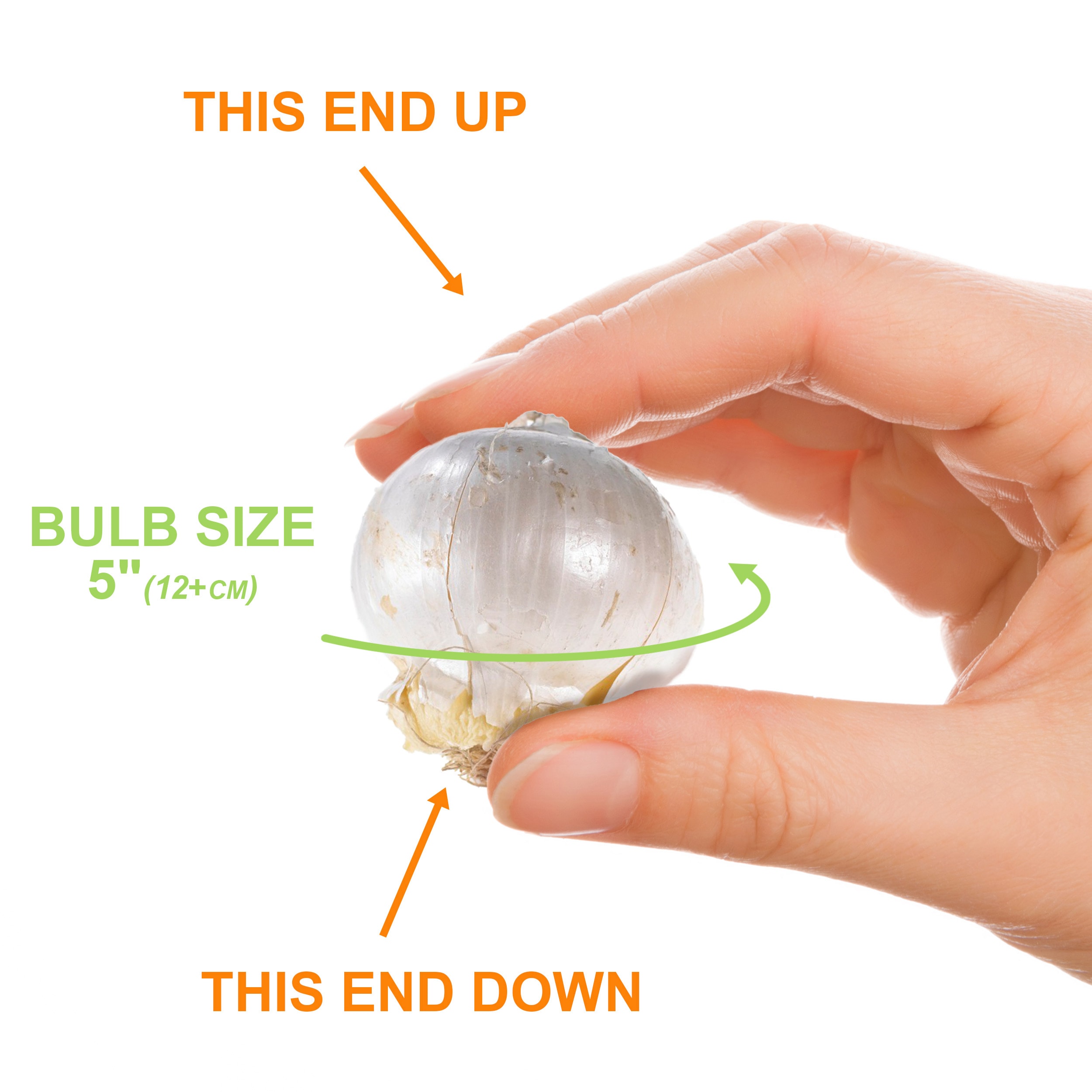Garden State Bulb ECF-03-100 Plant-Bulbs - View #4