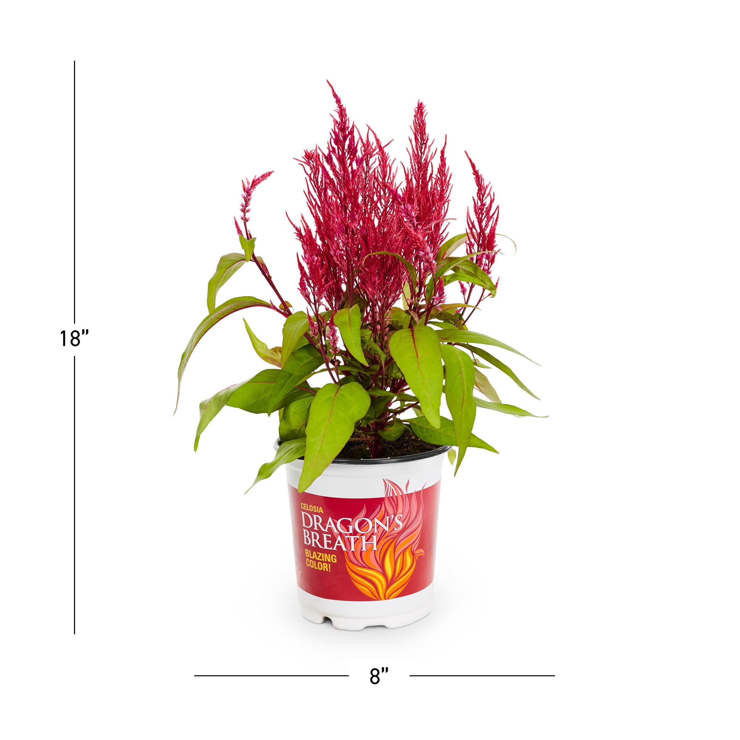 Lowe's 753170 annuals - View #5