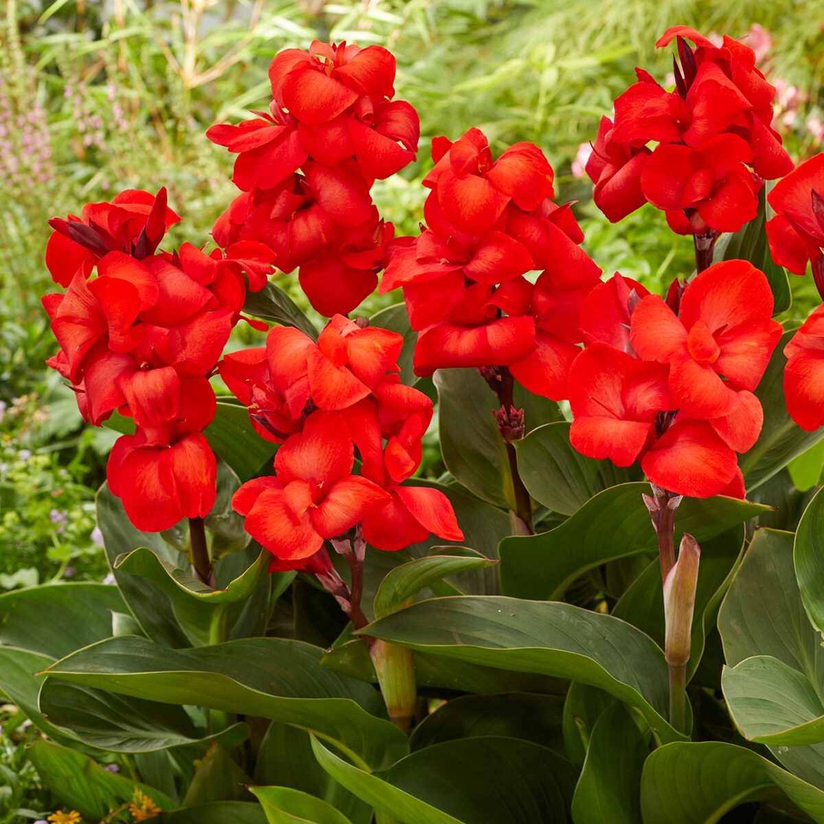 Dwarf Canna CannaSol Happy Cleo