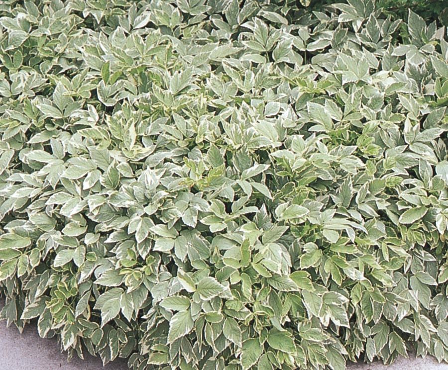 Lowe's NURSERY 1 Quart(s) Goutweed in Pot