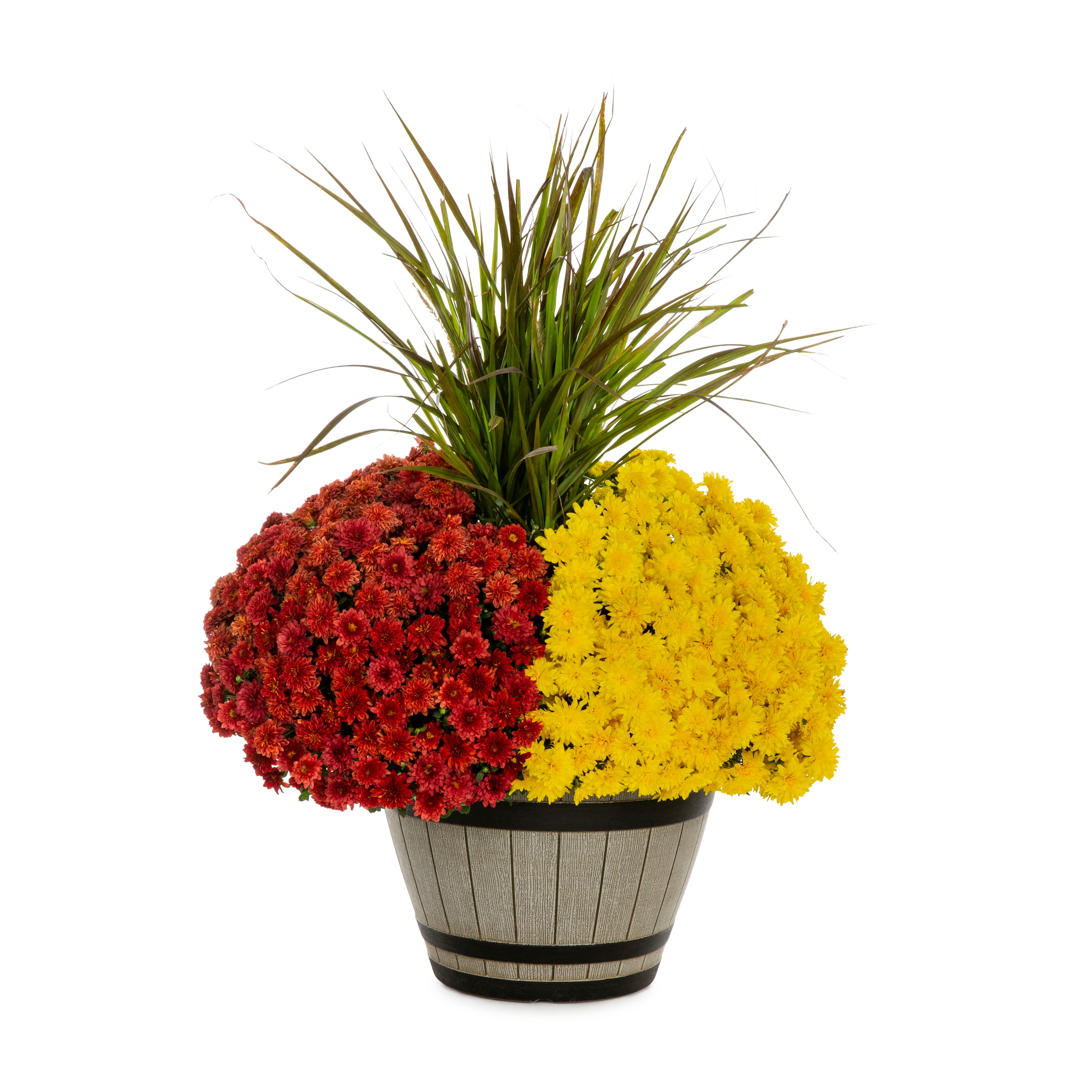Proven Winner NURSERY Multicolor Mum in 2.5 Gallon(s) Planter 1 -Pack