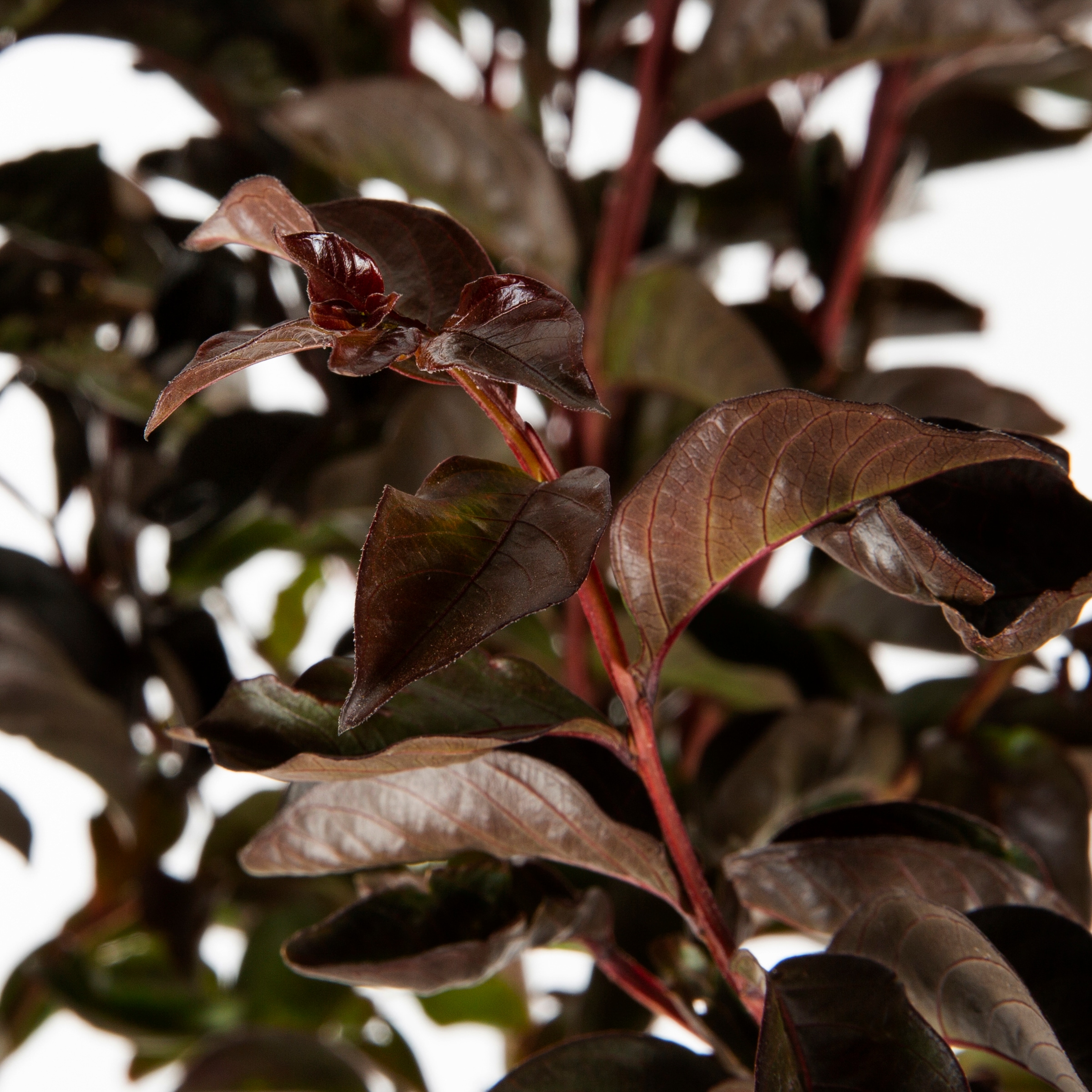 Lowe's NURSERY trees - View #4