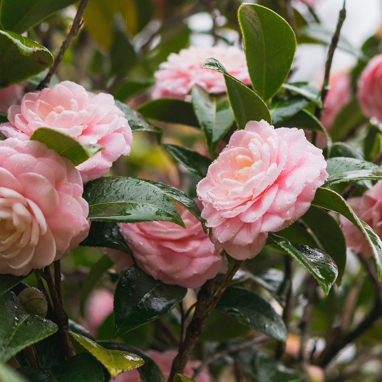 Diamond Painting - Pink Camellias 