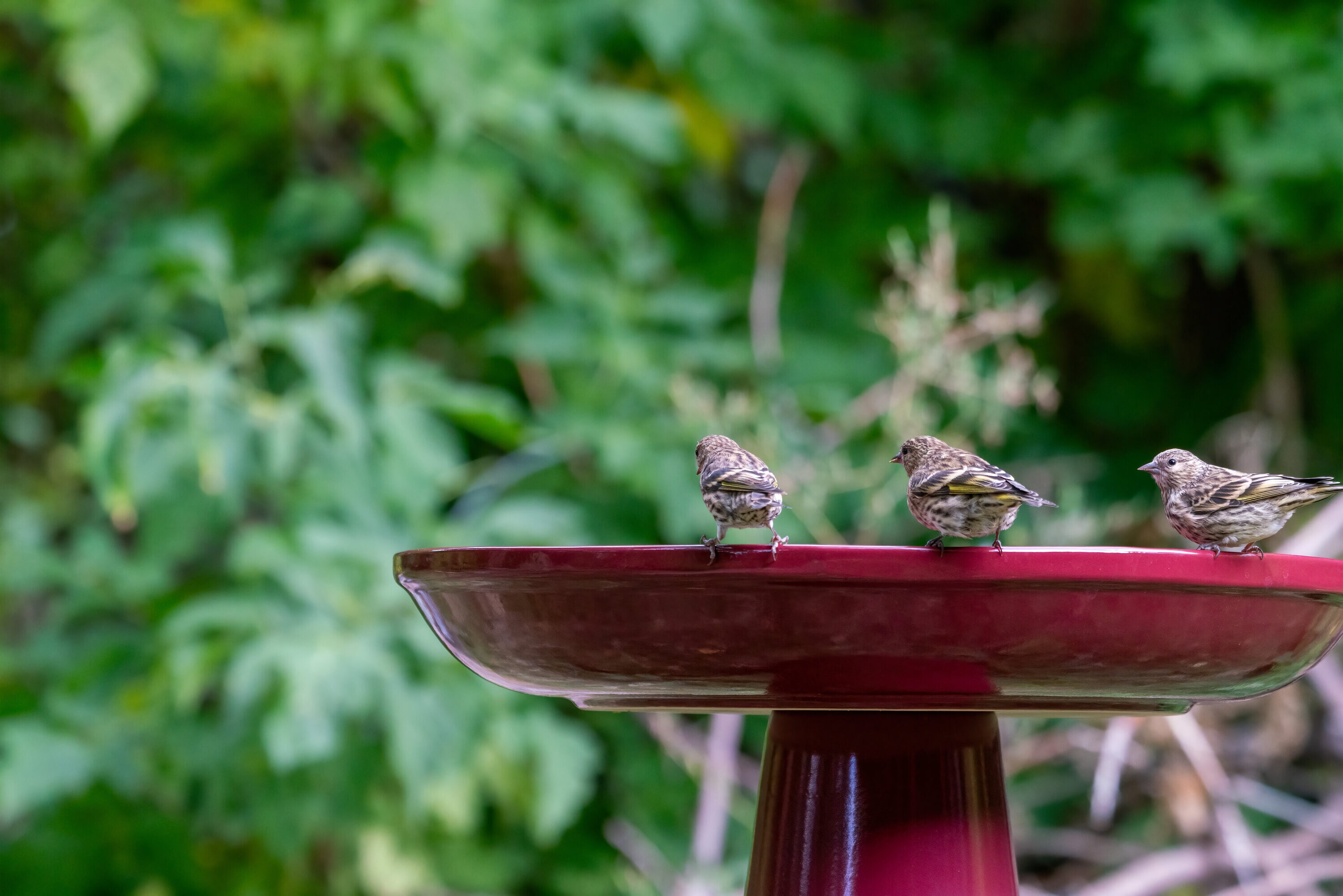 Burgundy Ceramic Clay Pedestal Bird Bath, 22"H x 17"D