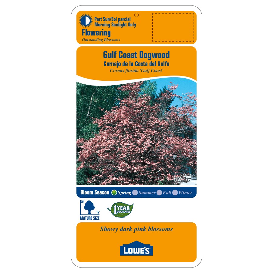 Lowe's 2.25-Gallons Purple Flowering Gulf Coast Dogwood In Pot (With ...