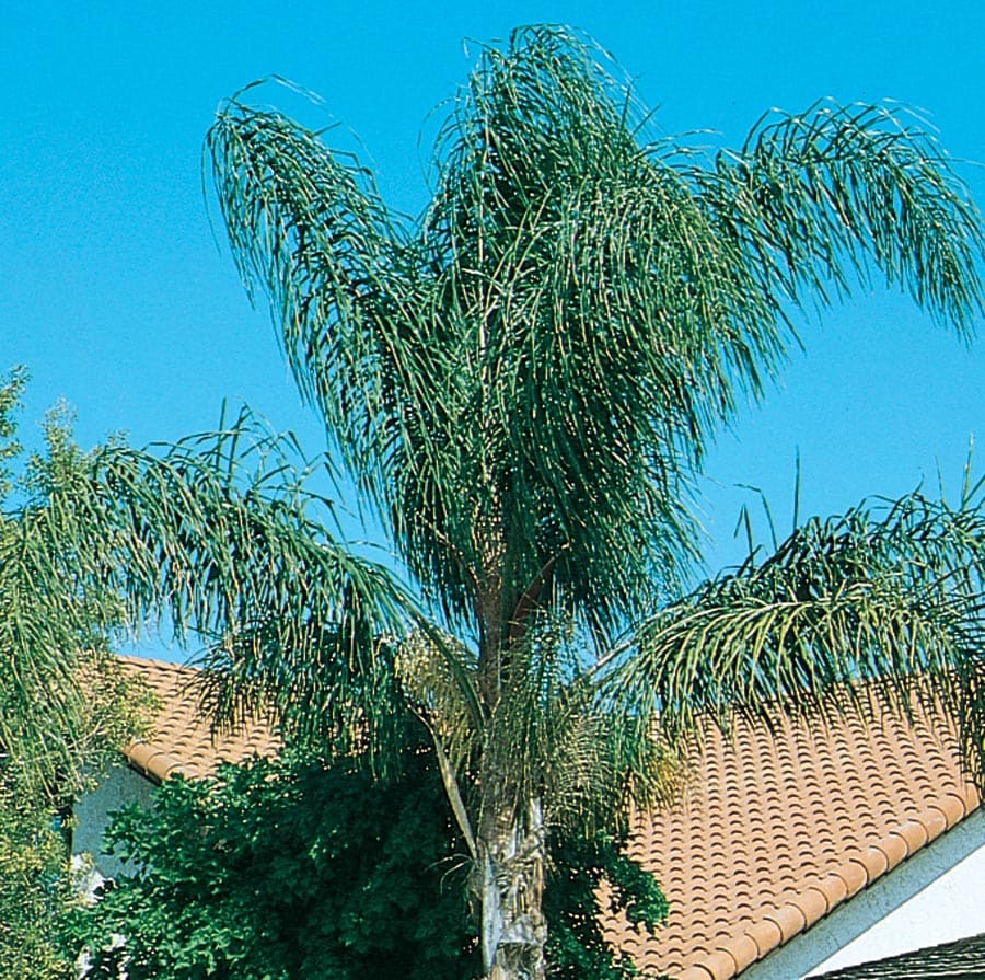 Lowe's Fast Growing Queen Palm, Bright Green Leaves, Tropical Plant, WaterWise, Full Sun