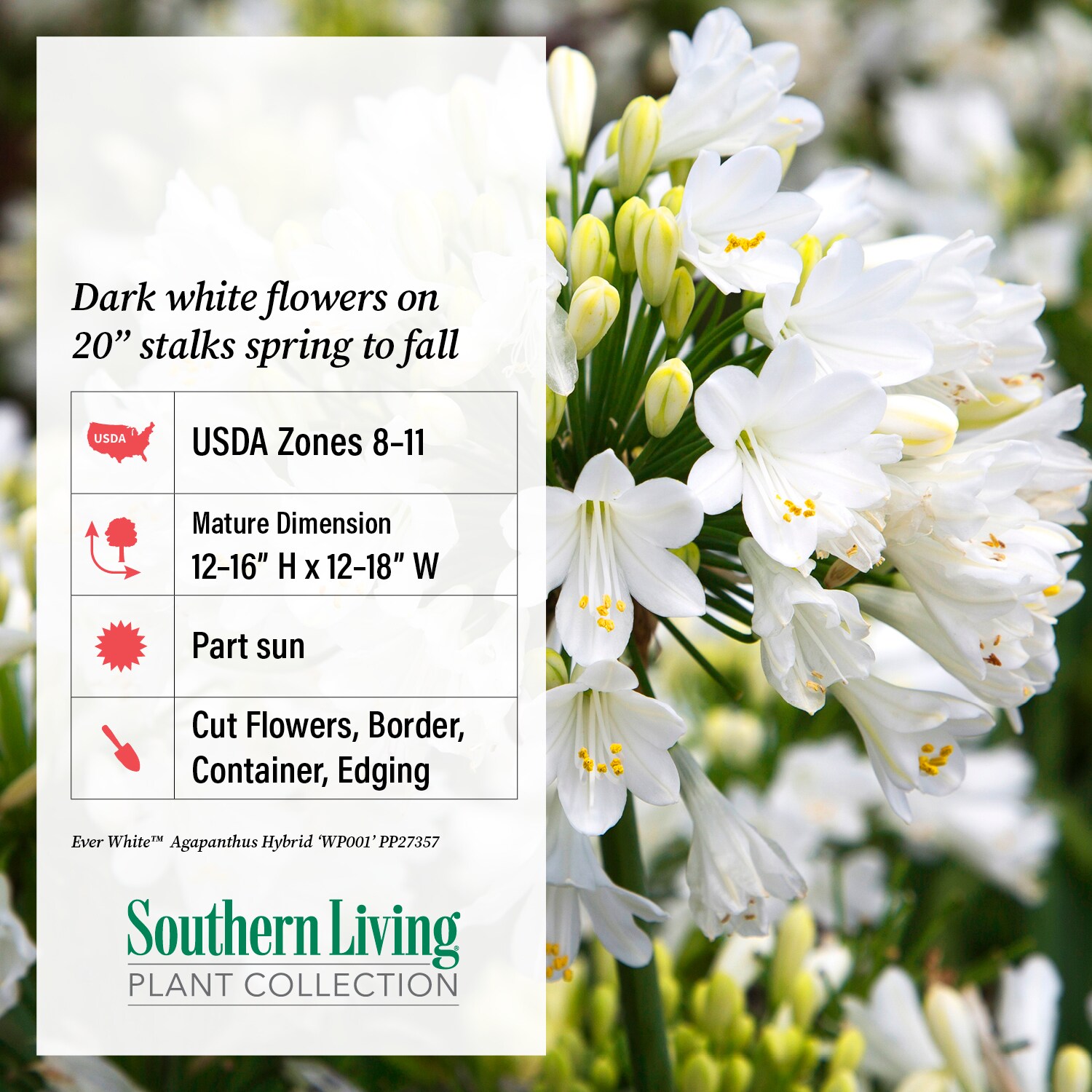 southern-living-plant-collection-2-5-quart-white-ever-white-agapanthus