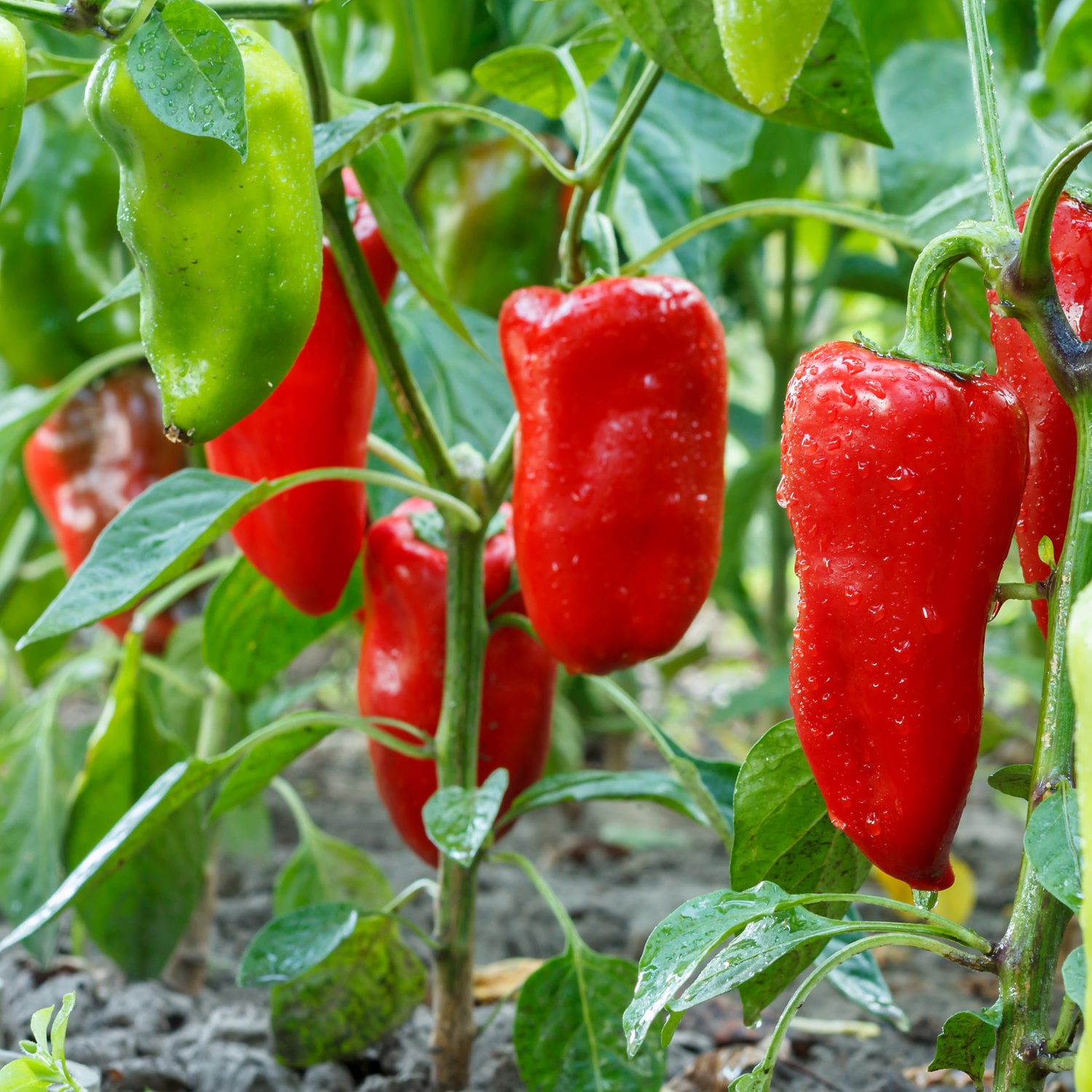 Bonnie Plants 202039 Vegetable-Plants - View #3