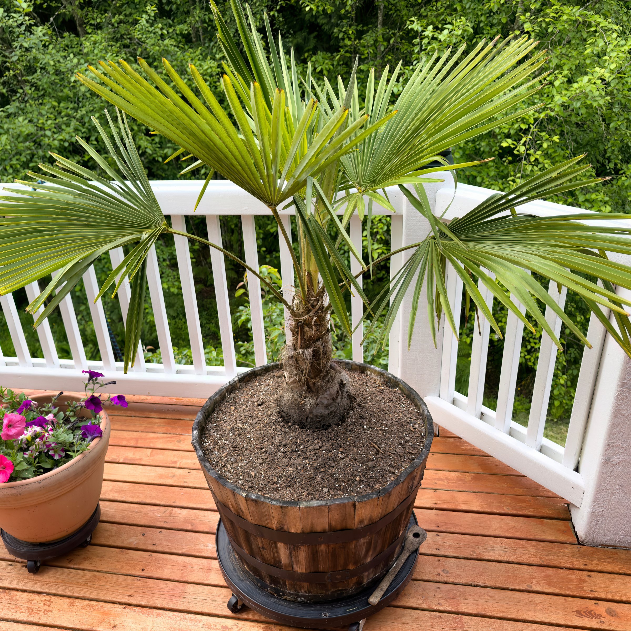 National Plant Network LW2660 trees - View #3