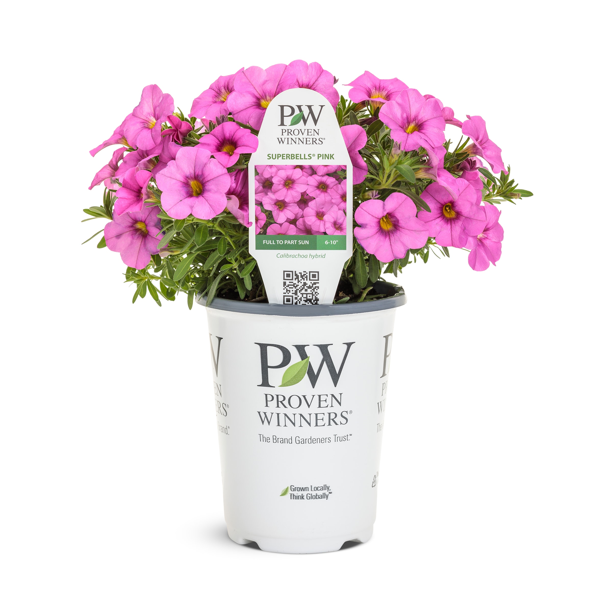 Lowe's NURSERY Multicolor Superbells Blue Moon Punch Calibrachoa in 1.56 Pint Pot 1 -Pack