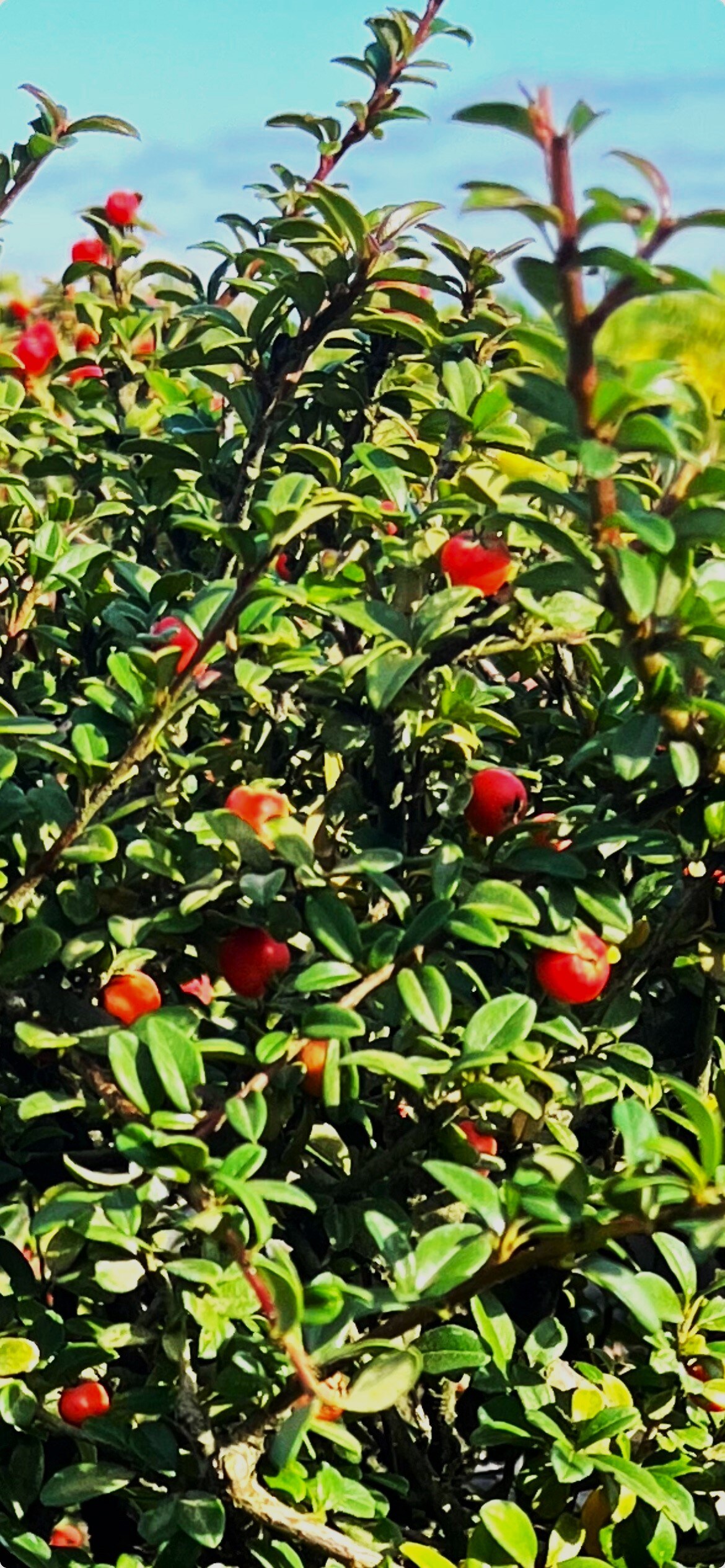  O208003 shrubs - View #3