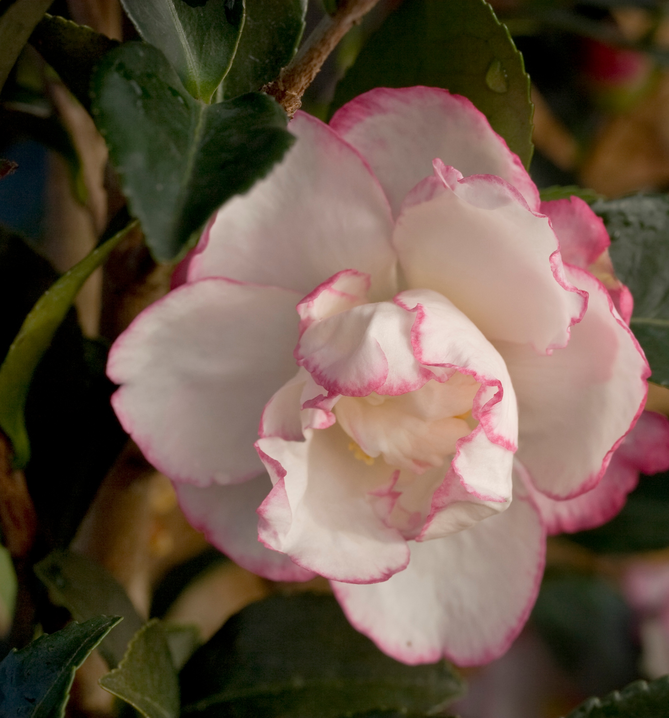 Lowe's NURSERY October Magic#174 Inspiration#8482 Camellia Flowering Shrub in 2.00 -Gallon Pot with White Blooms