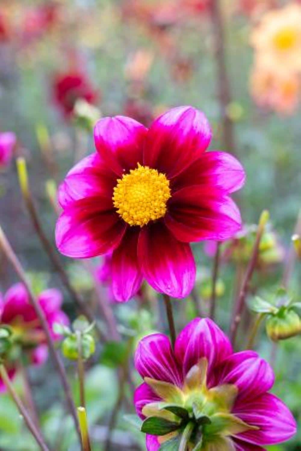 Hirt's Gardens - Bashfull Anemone Flowering Dahlia - 1 Size Root Clump