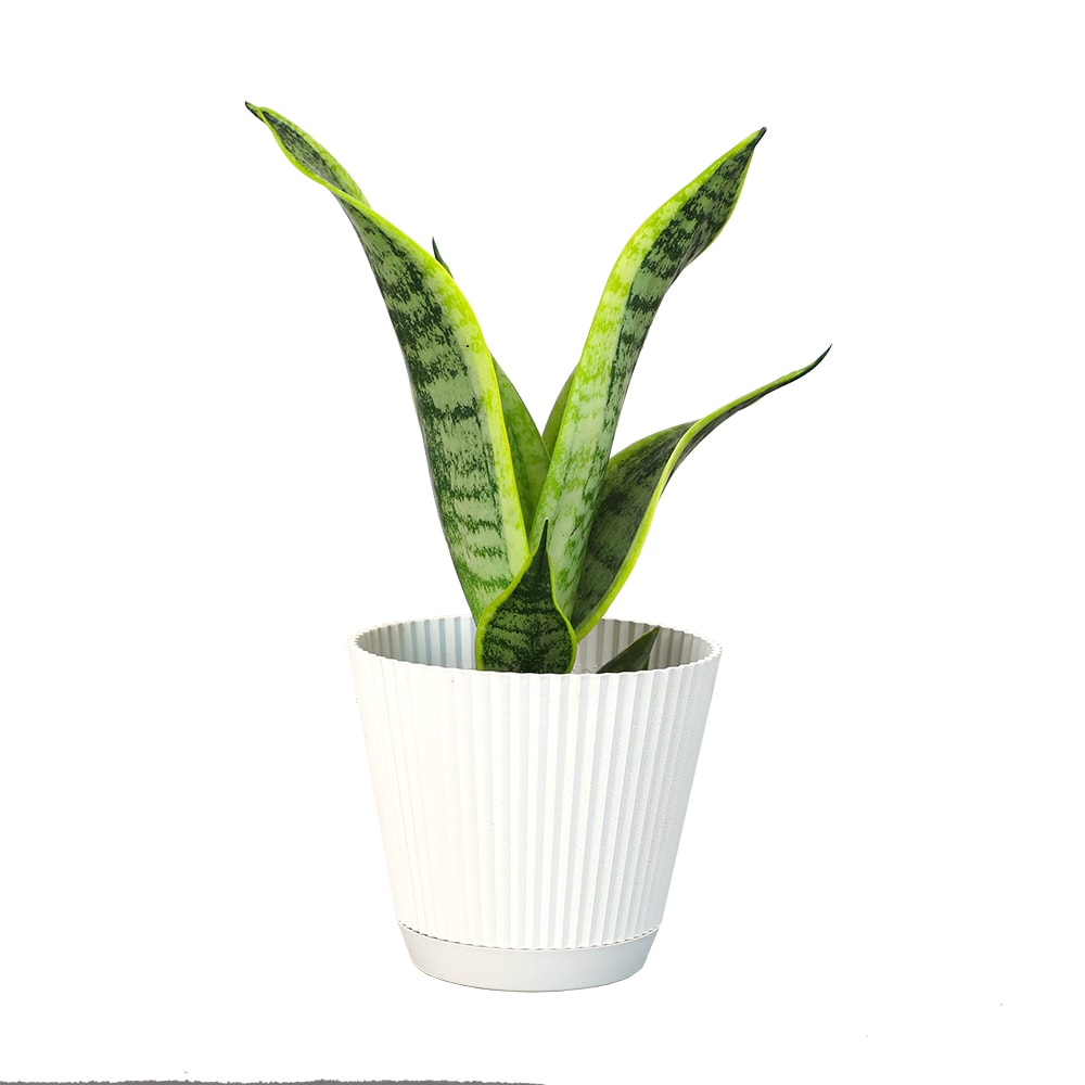 Daylily Nursery Snake Plant, Mother In Laws Tongue Plants in a 4