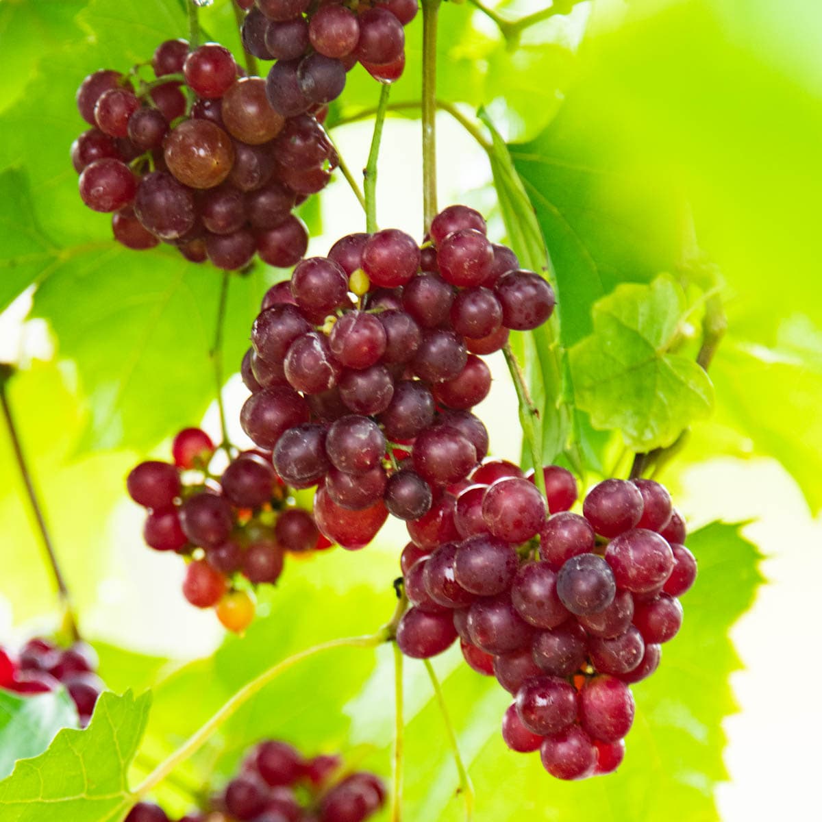 Gurney's Seed And Nursery Grape Plant Pot Blooms In Spring In The Fruit ...