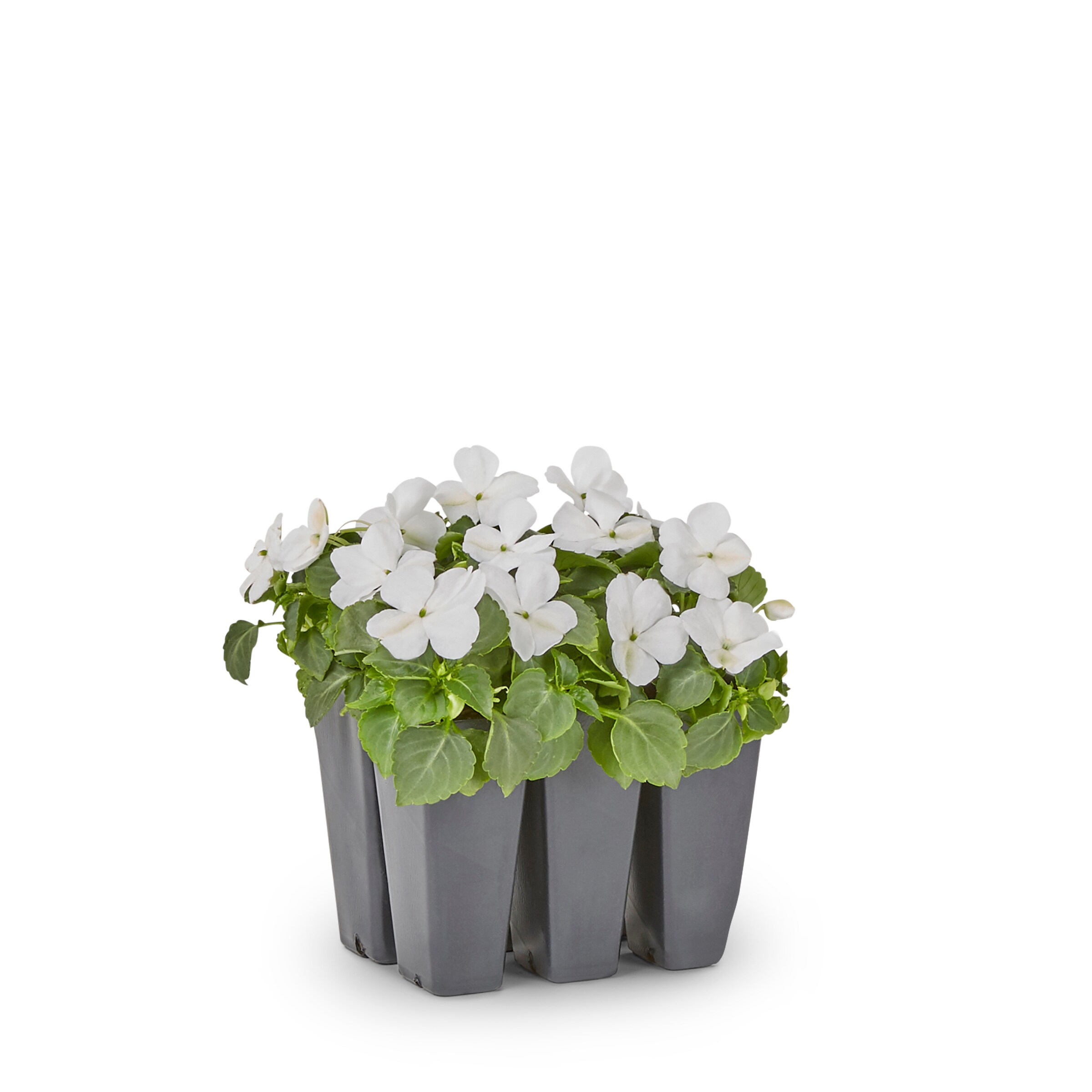 Lowe's Multicolor Impatiens in 6-Pack Tray at Lowes.com