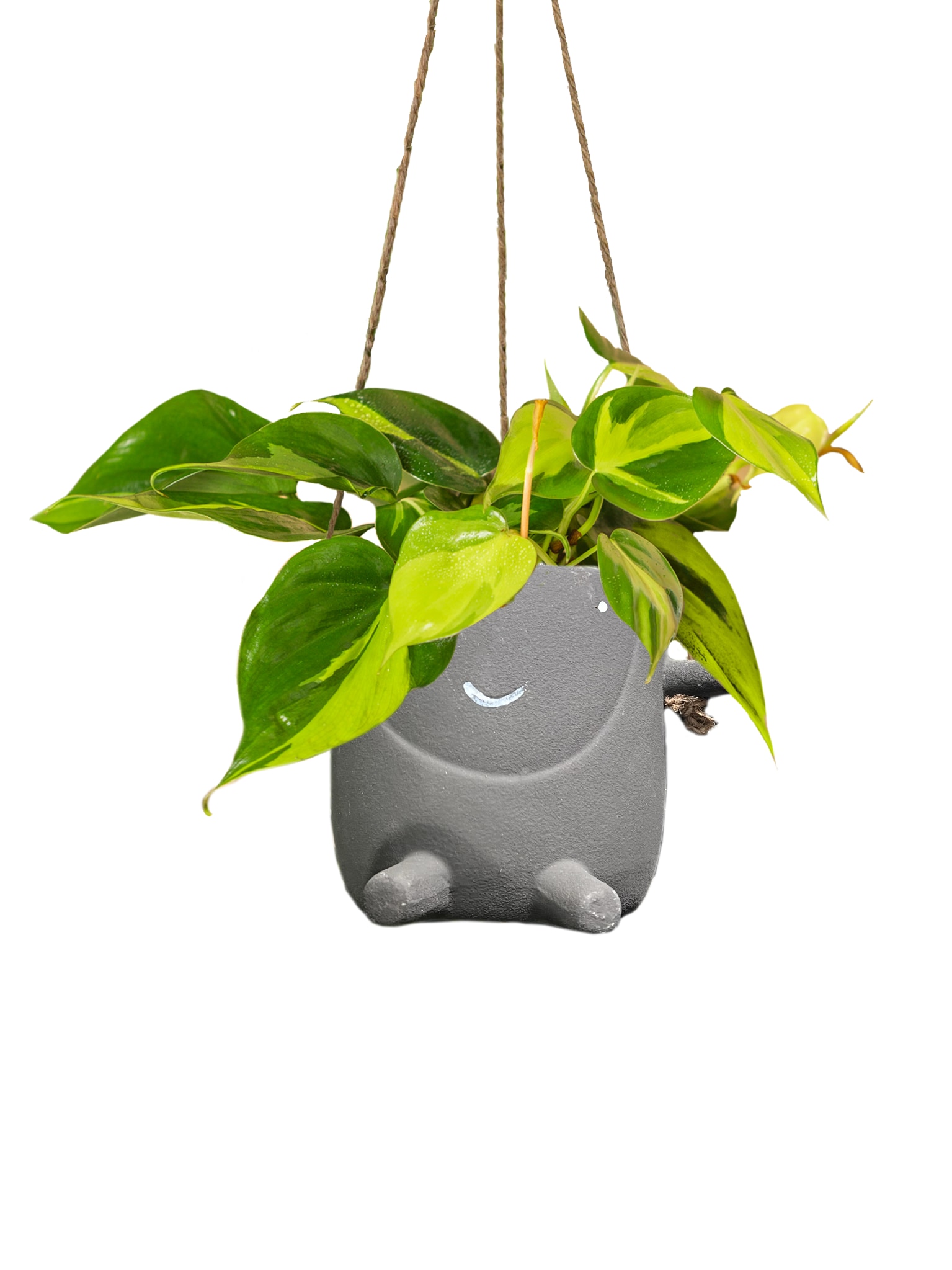 LiveTrends ASB05723 Bambini Live Philo Brasil Plant House Plant in 4-in Hanging Basket