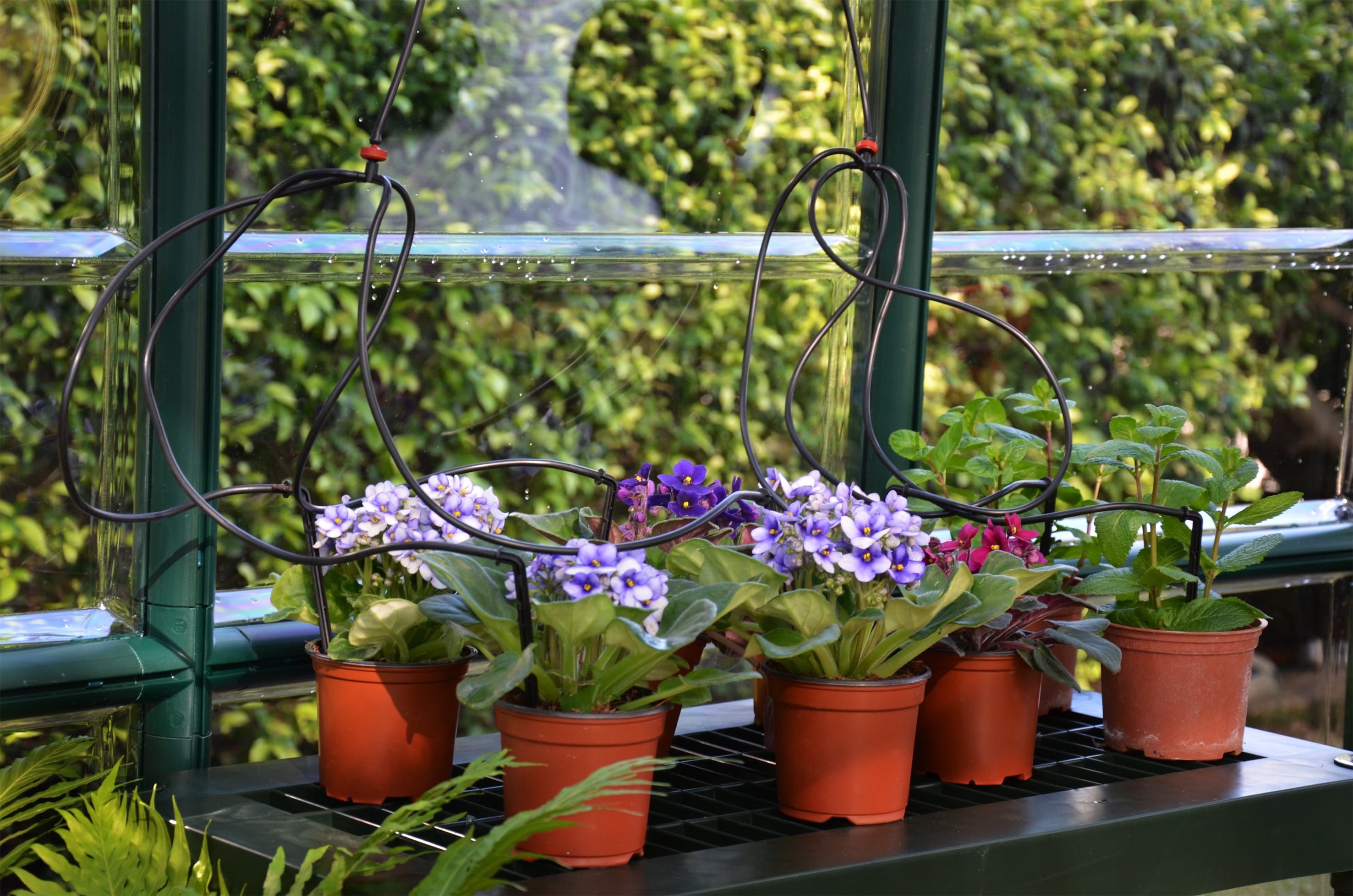 Canopia by Palram 702427 Greenhouse-Vent-Openers - View #6