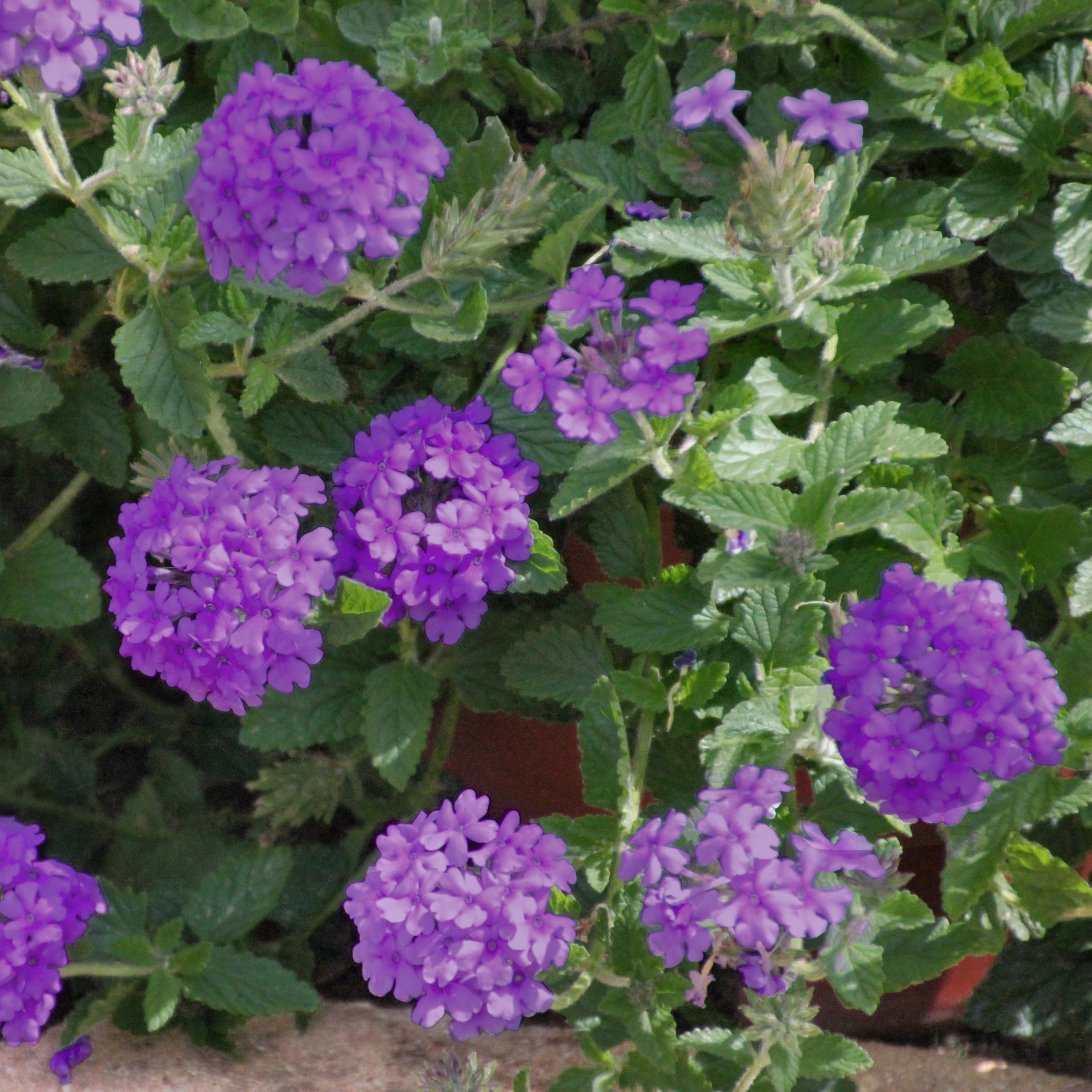 National Plant Network LW2190 annuals - View #8