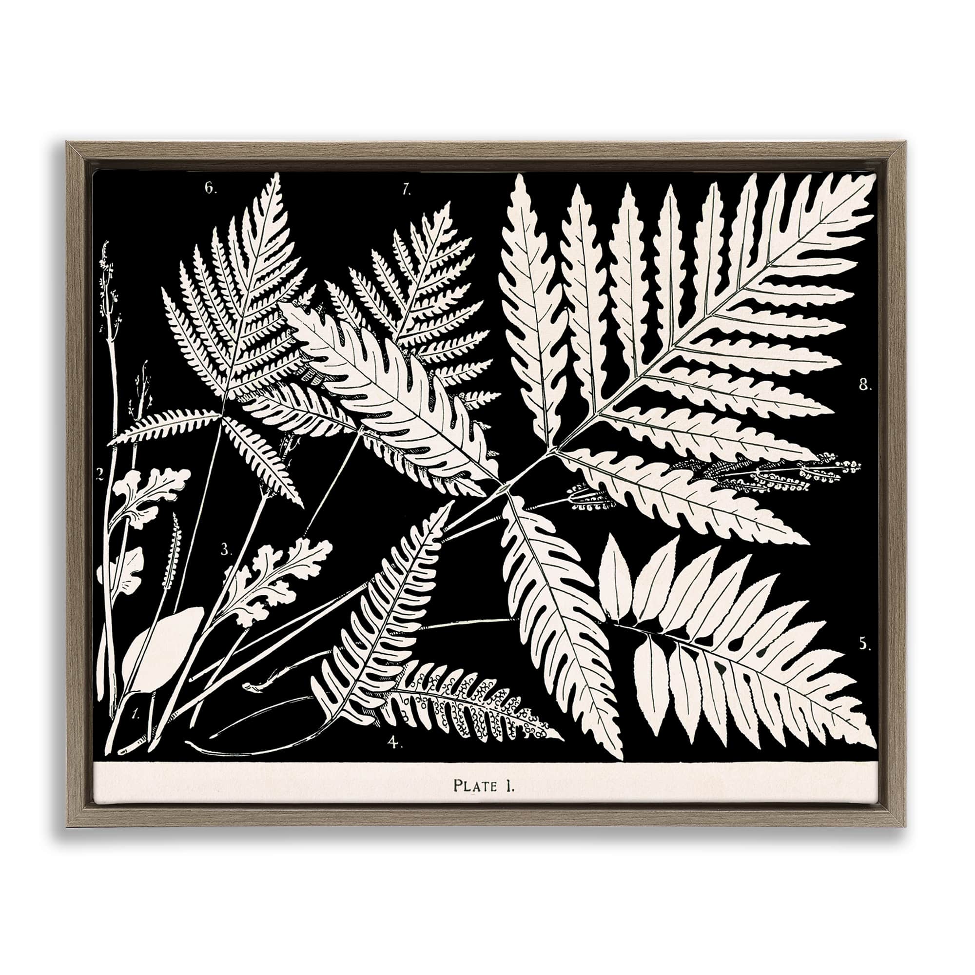 Stupell Industries BT-462-FFE-16X20 Overlapping Ferns on Black Floating Frame design by Phillipa Katz