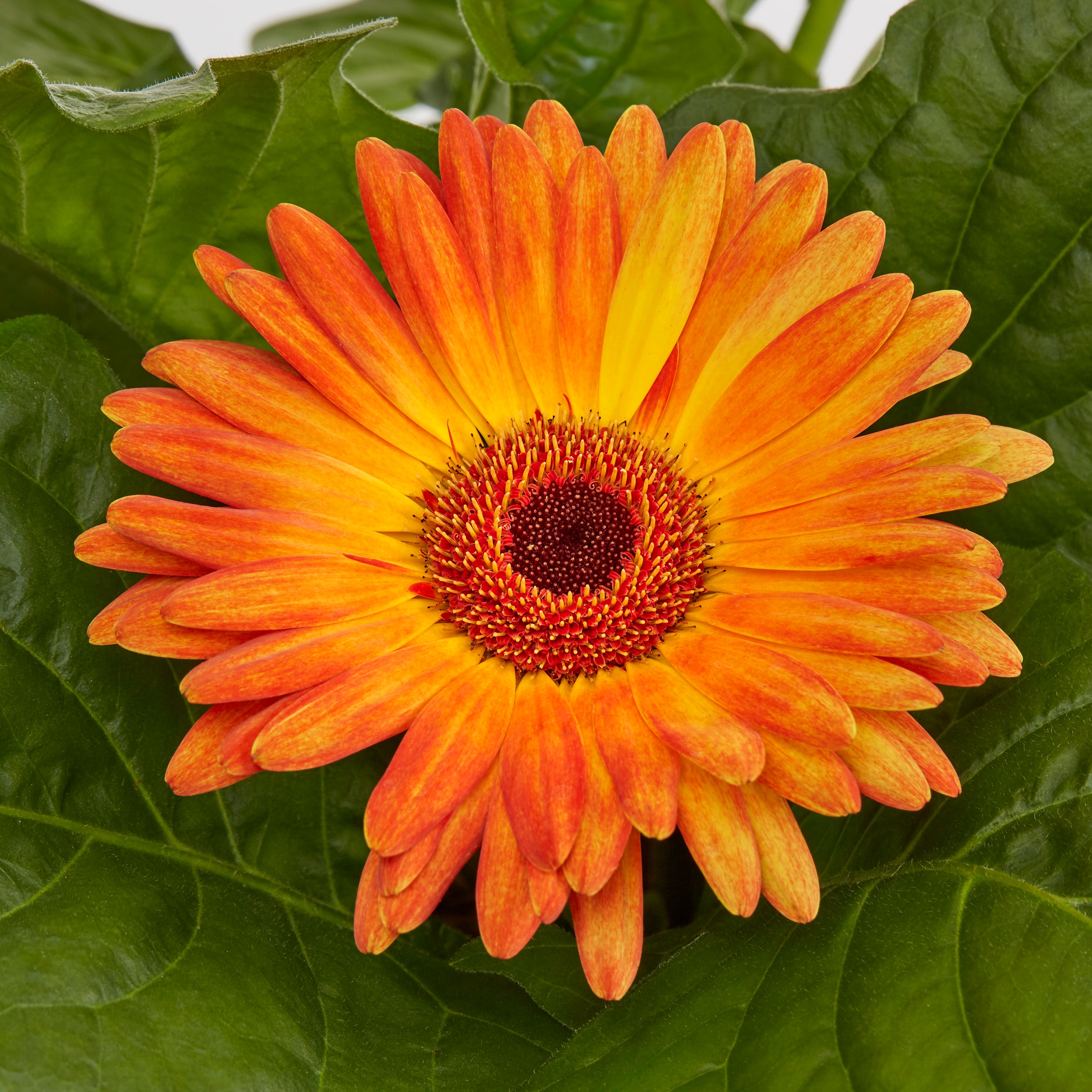 Lowe's 53629 annuals - View #2