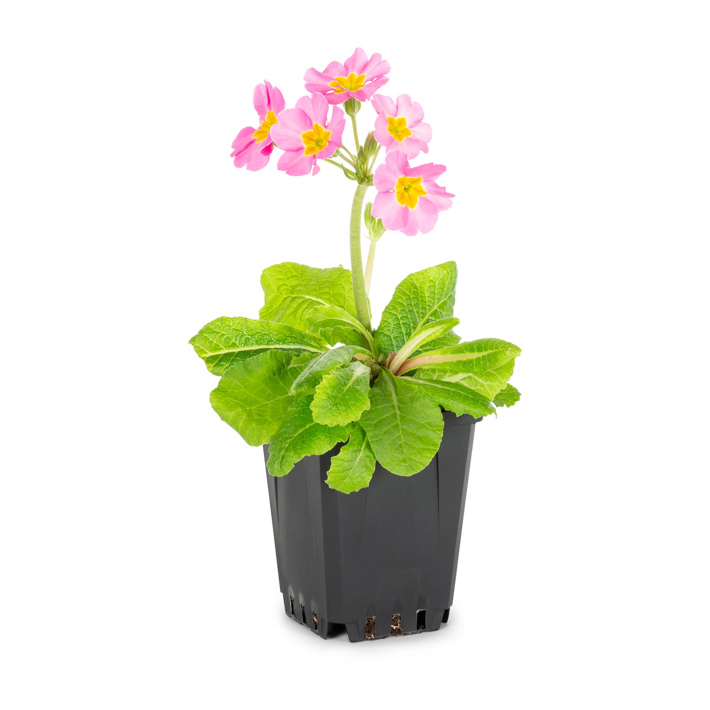 Lowe's NURSERY Multicolor Primrose in 1.5-Pint Pot