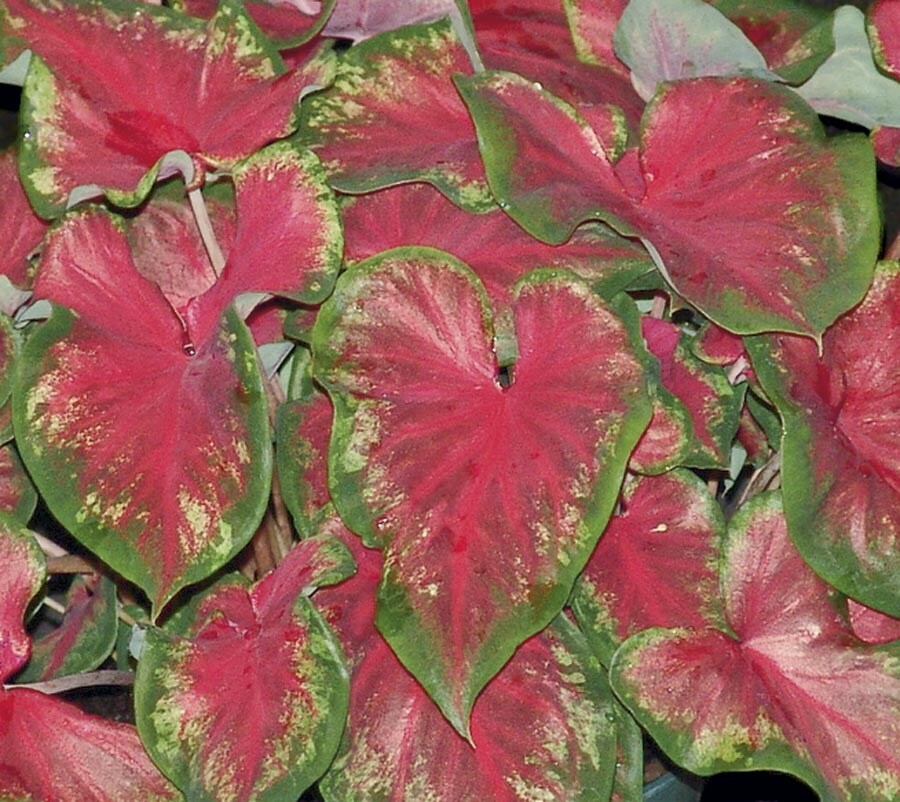 Garden Club Select NURSERY Insignificant Rosemary Caladium in 2.5-Quart