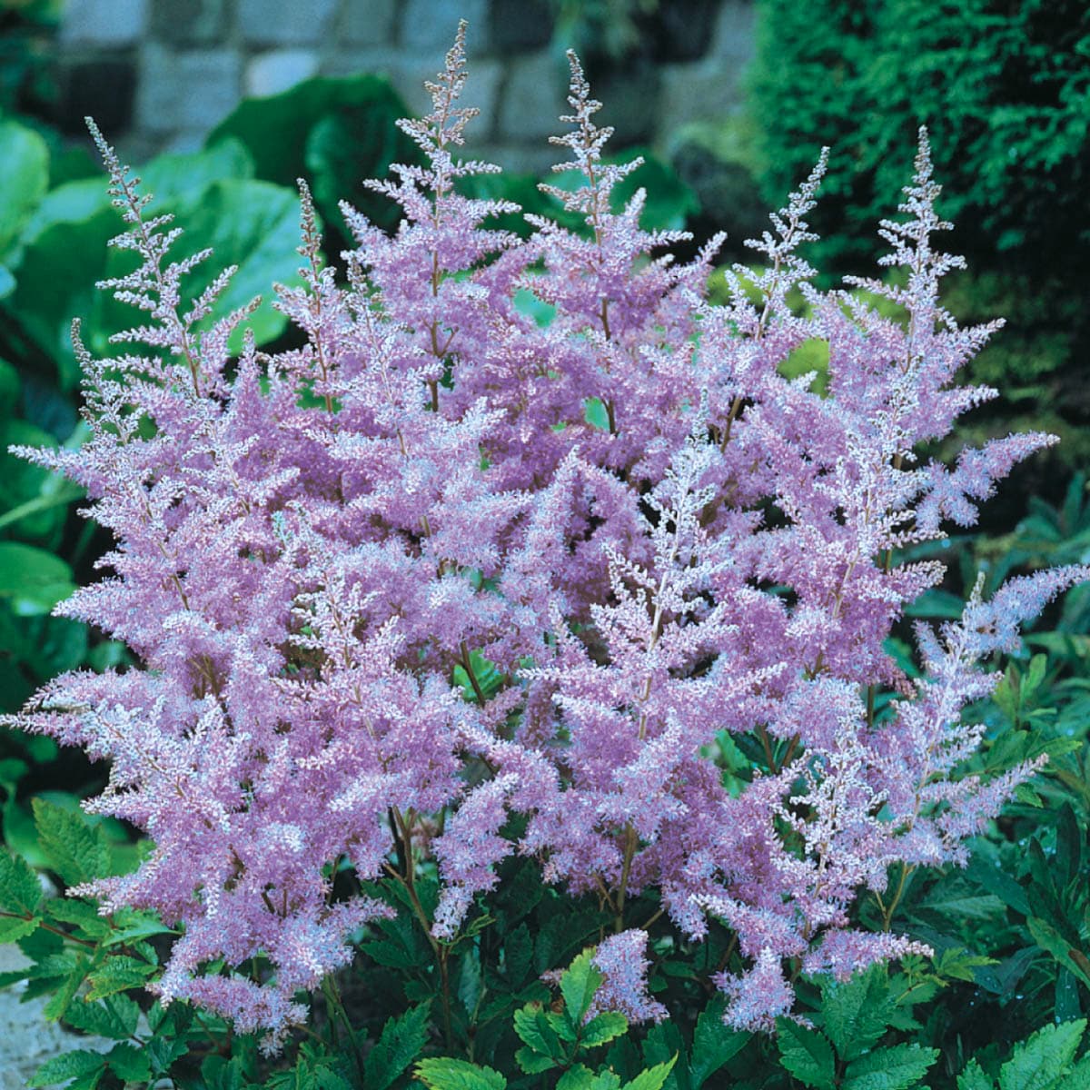 Breck's 90288 perennials - View #2