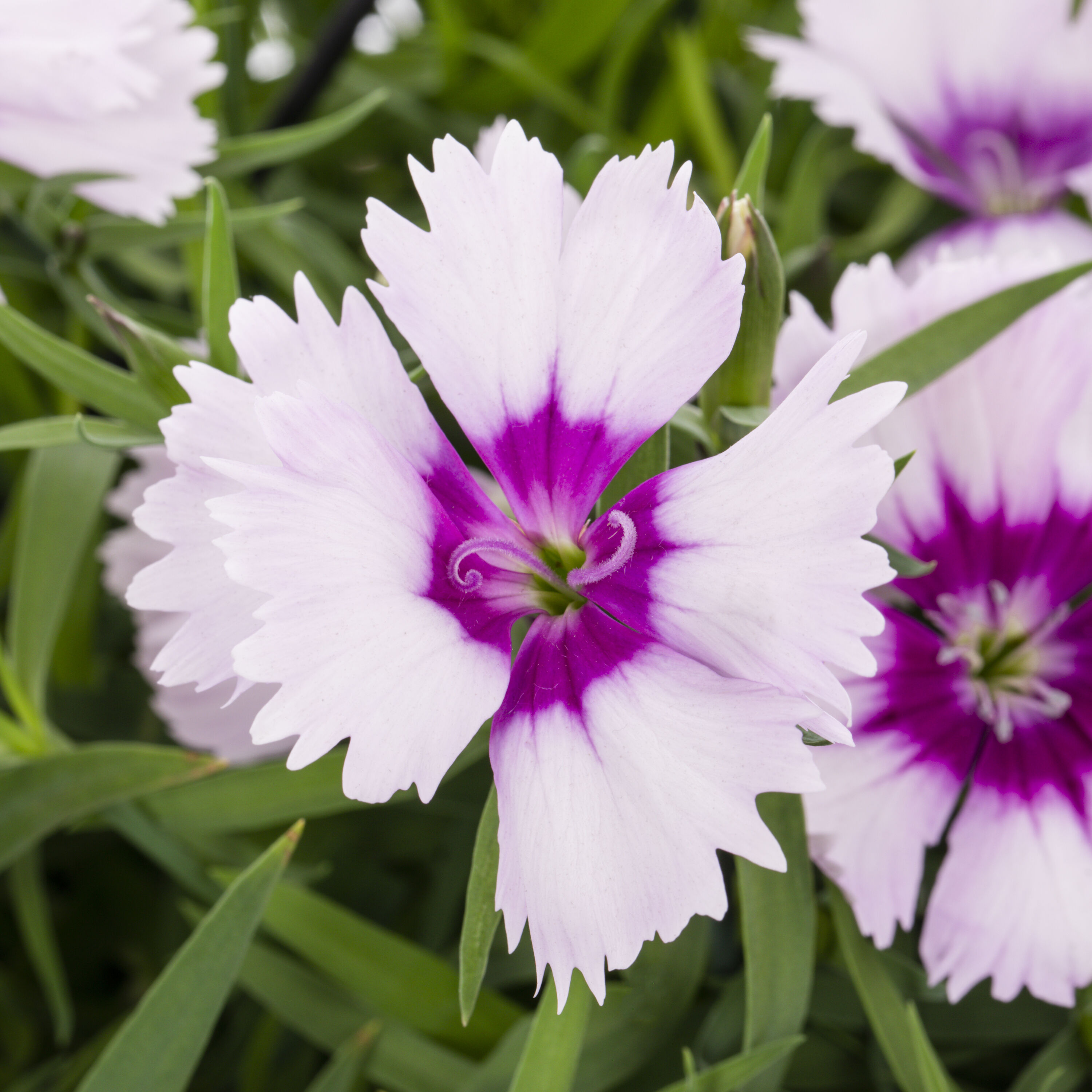 Lowe's 219130 annuals - View #5
