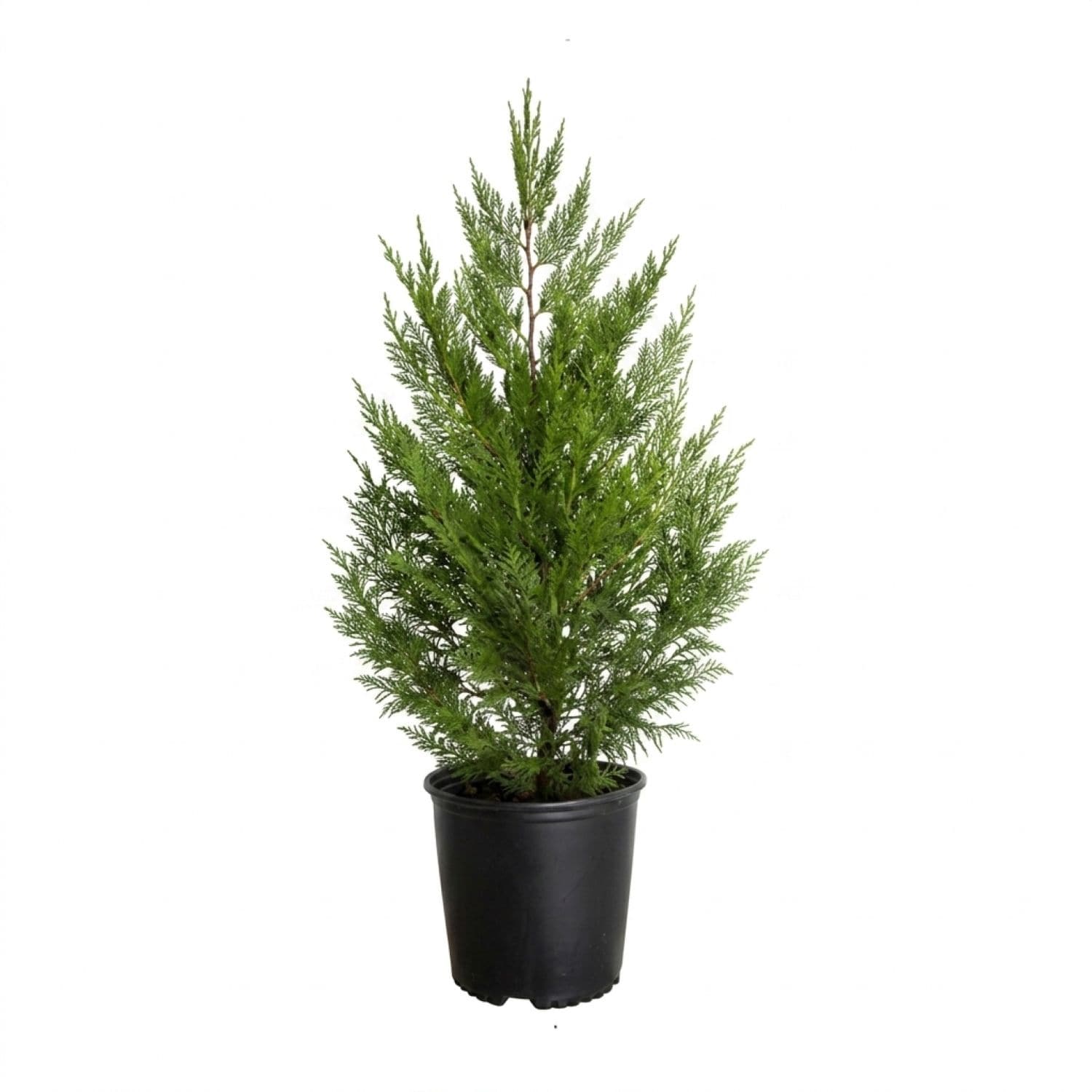 Flowerwood 2.5 -Gallon Screening Evergreen Leyland Cypress In pot (with soil)