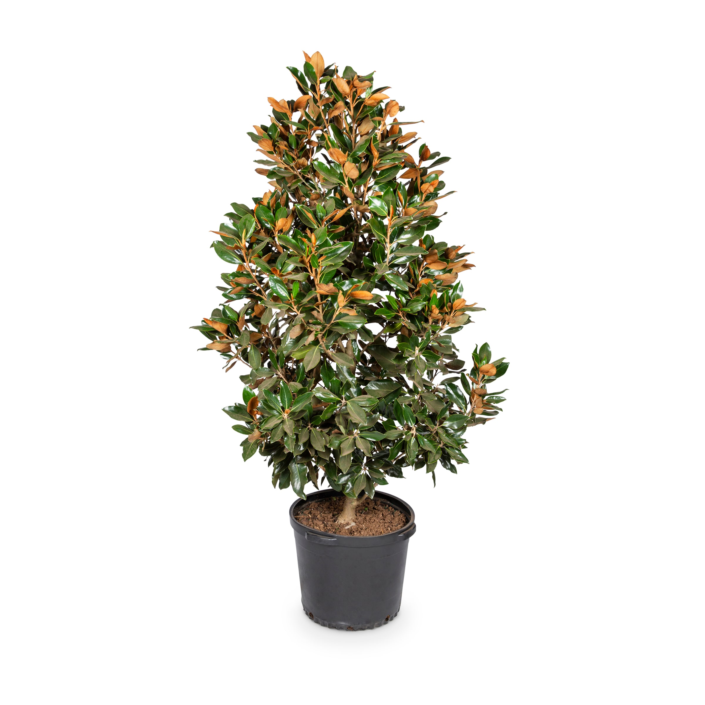 Lowe's NURSERY 3.58 -Gallon White Flowering Bracken's Brown Beauty Magnolia In pot (with soil)