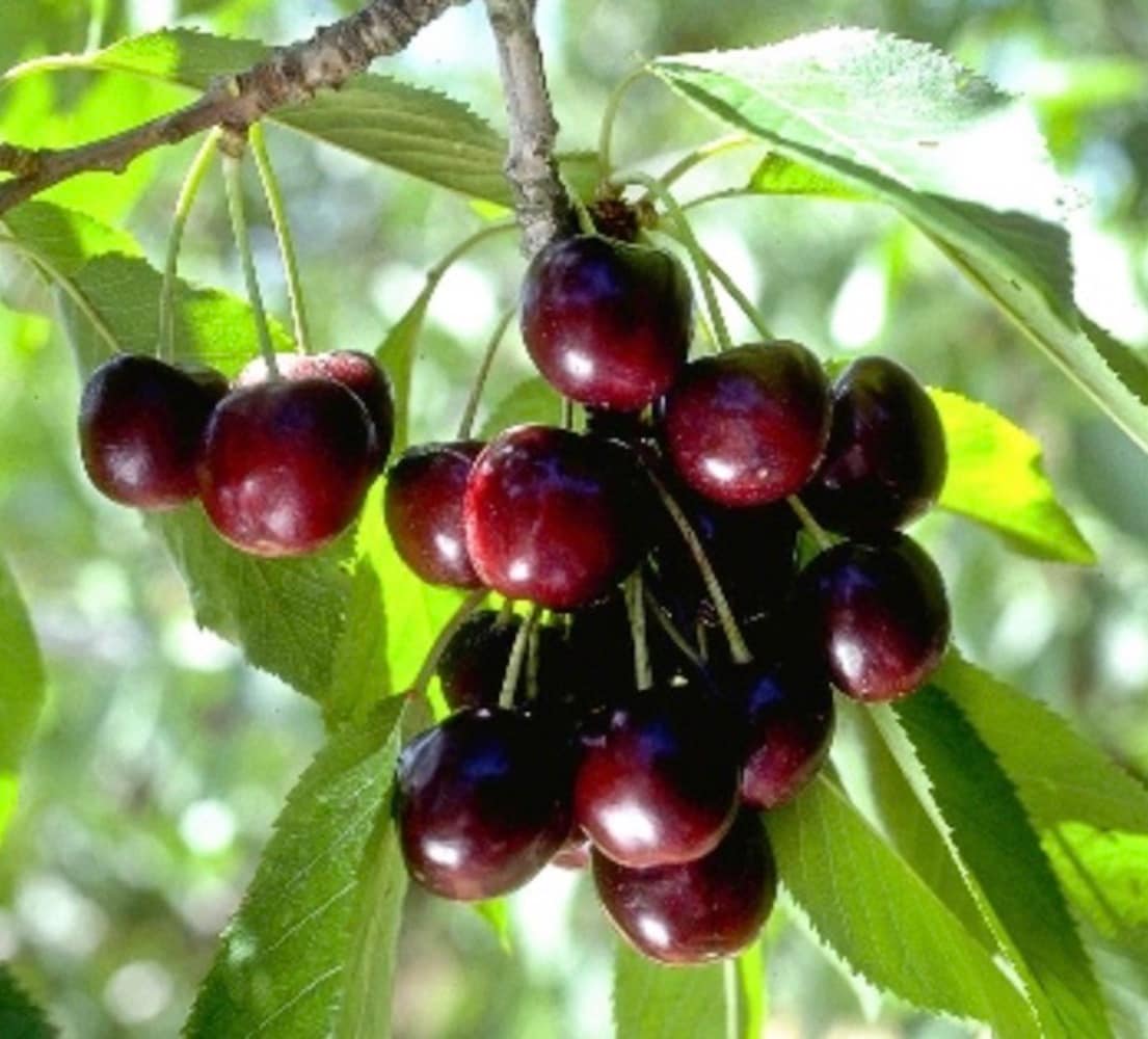 fruit-plants-at-lowes