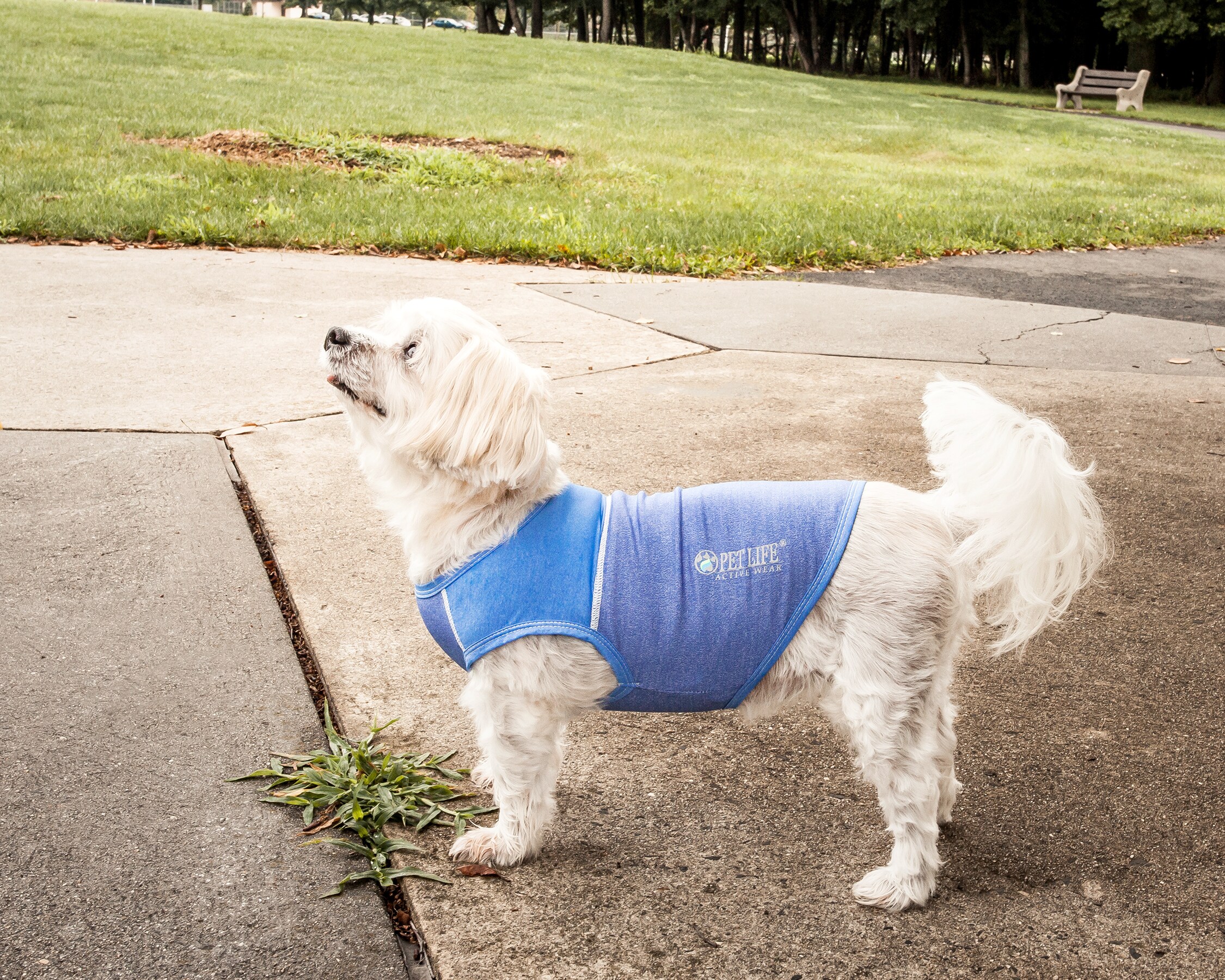 Pet Life TSHL1BLXL Dog-Apparel - View #10