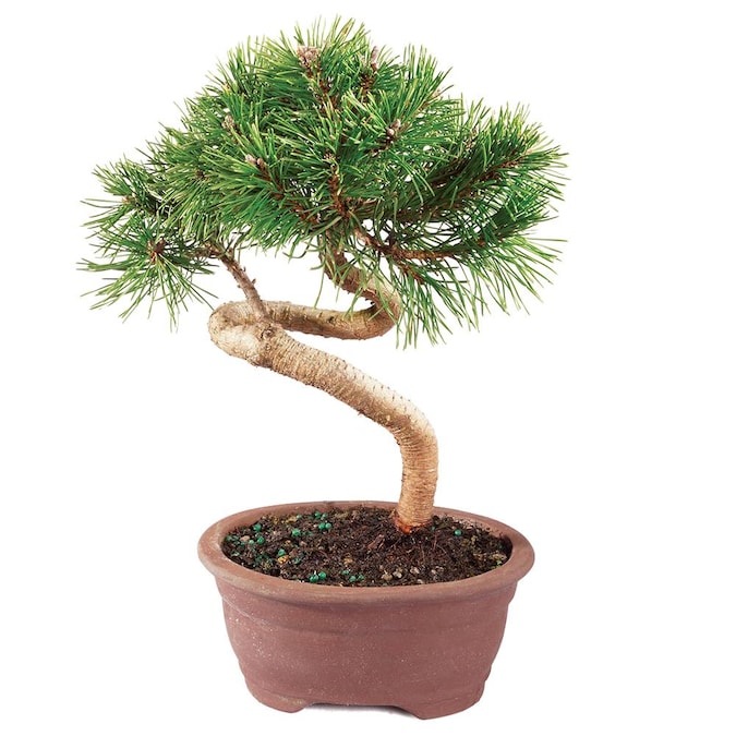 Brussel S Bonsai 6 In Dwarf Mugo Pine In Clay Dt0217dmp In The House Plants Department At Lowes Com
