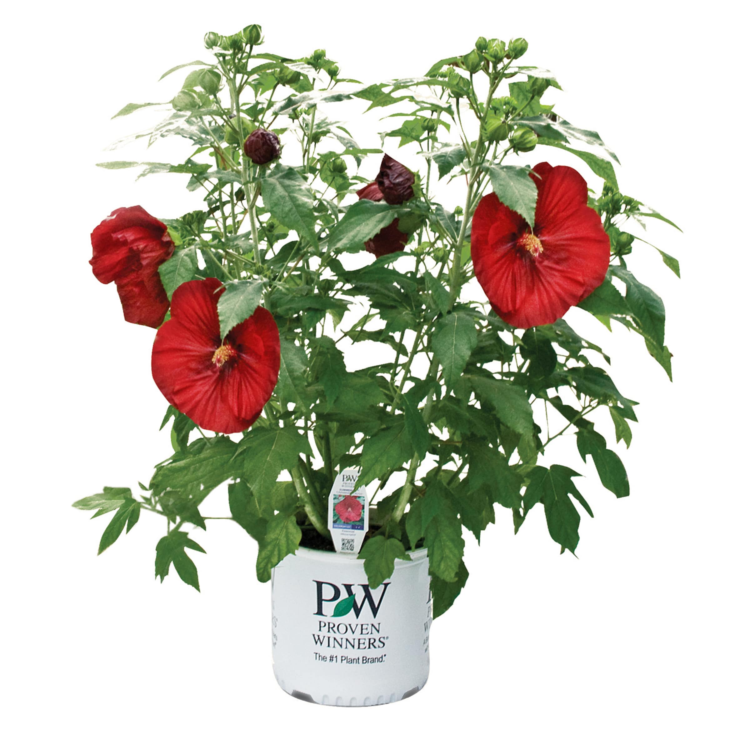 Lowe's 442432 Hibiscus Plant in 2 -Gallon