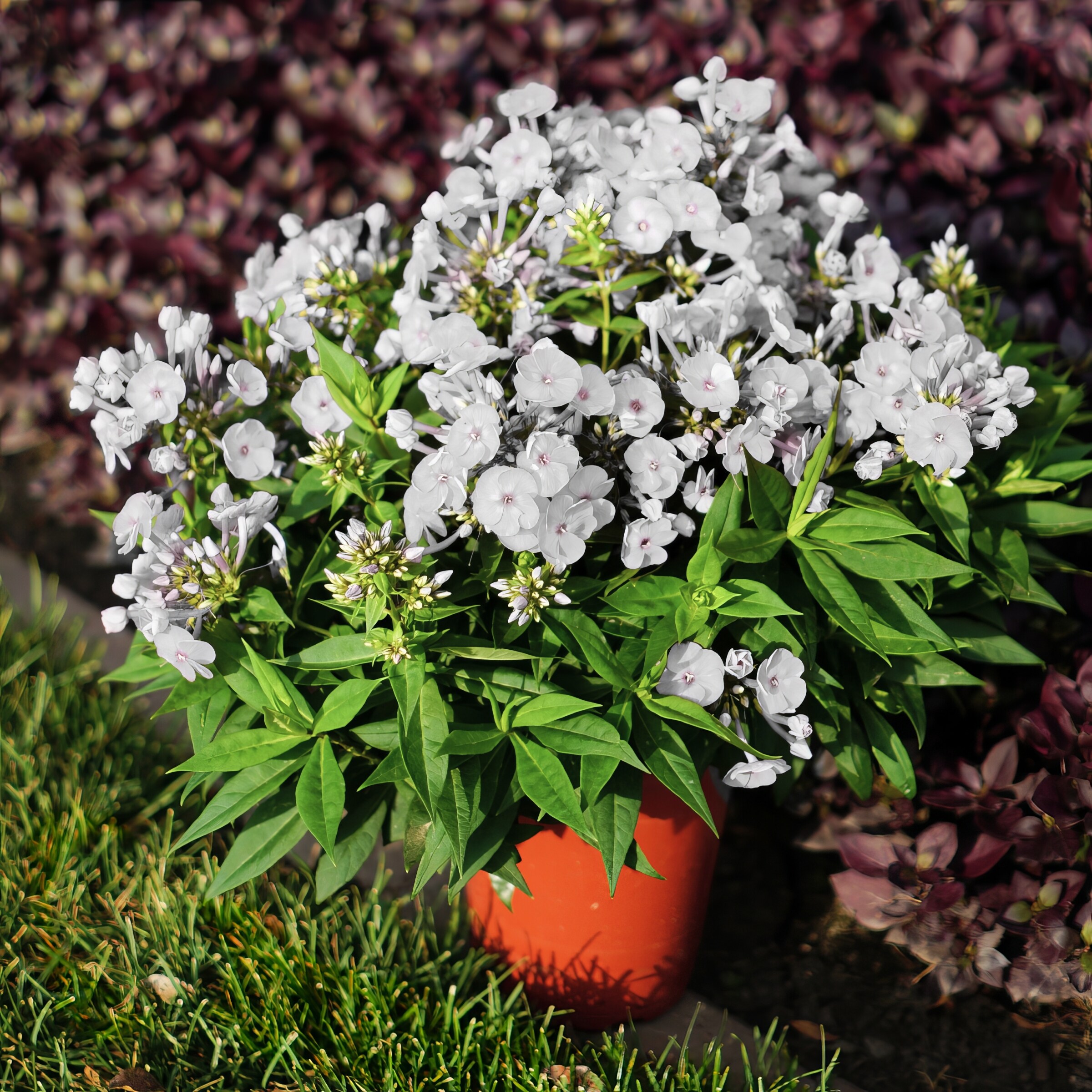 National Plant Network LW1587 perennials - View #4