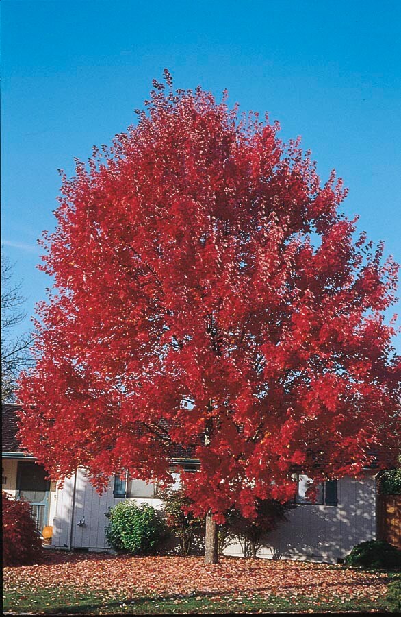 Lowe's NURSERY -Gallon Red Shade Sun Valley Red Maple In pot (with soil)