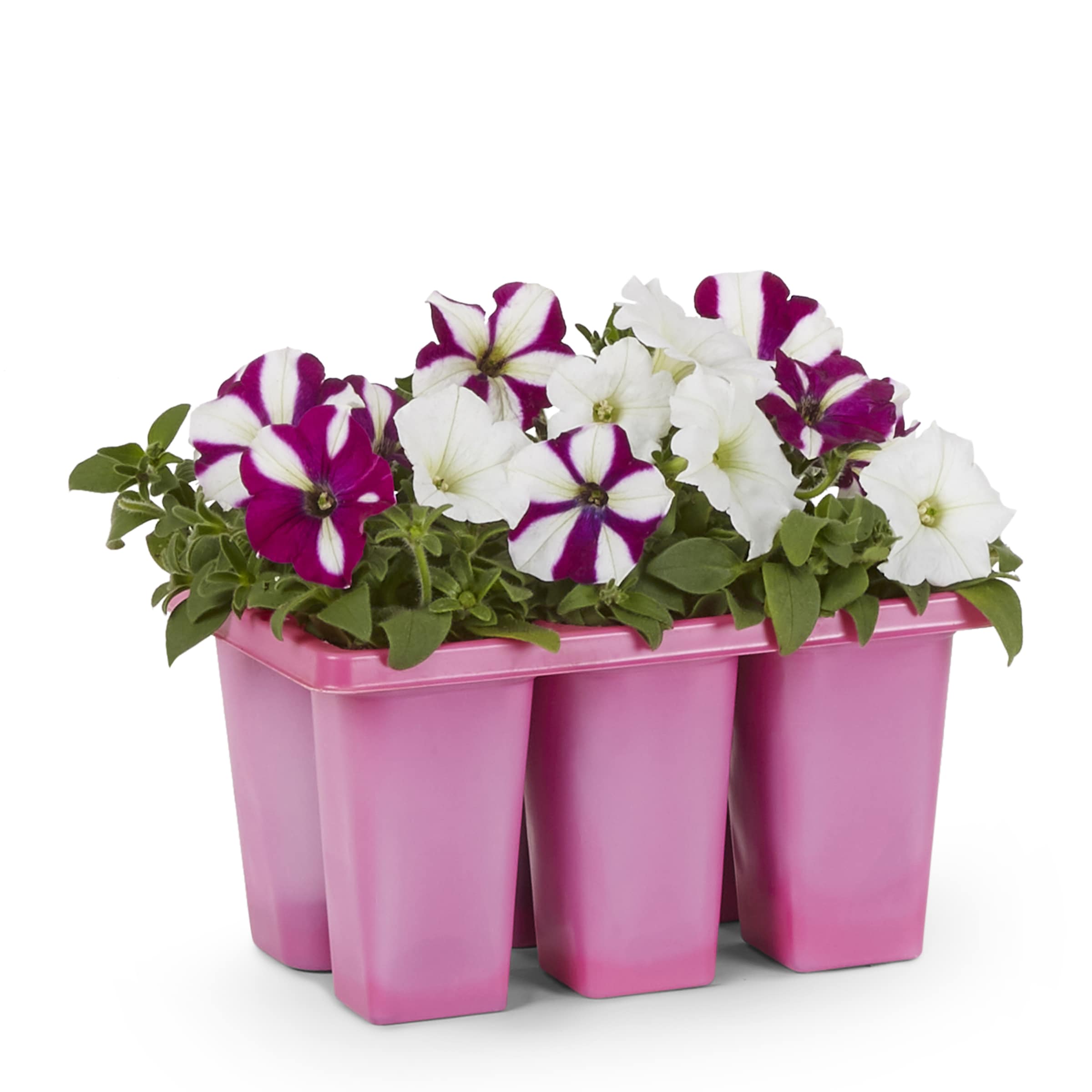 Lowe's Multicolor W Hdl Petunia Prem in 6-Pack Pot in the Annuals ...