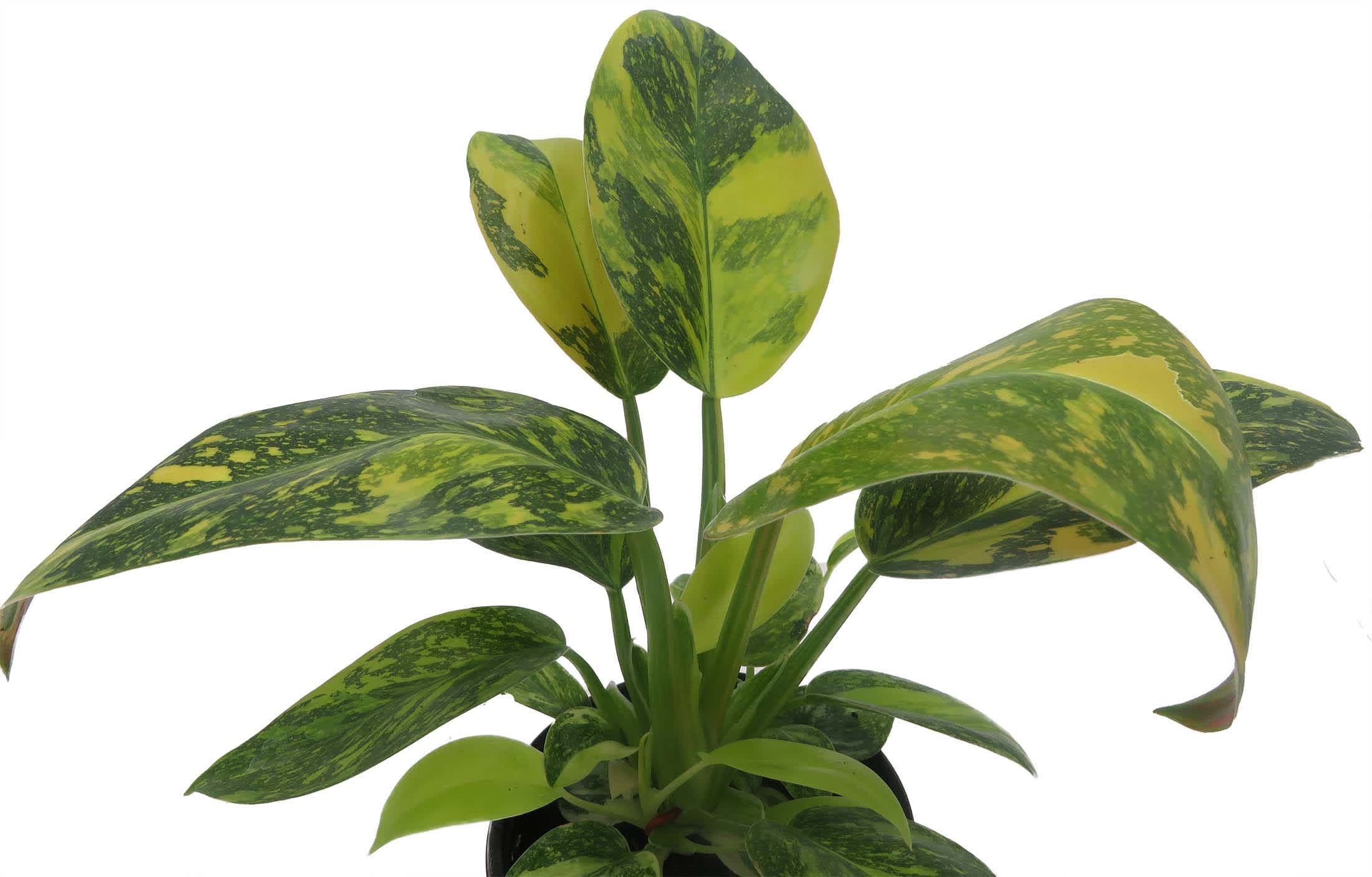 Hirt's Gardens Philodendron - Thumbnail 2