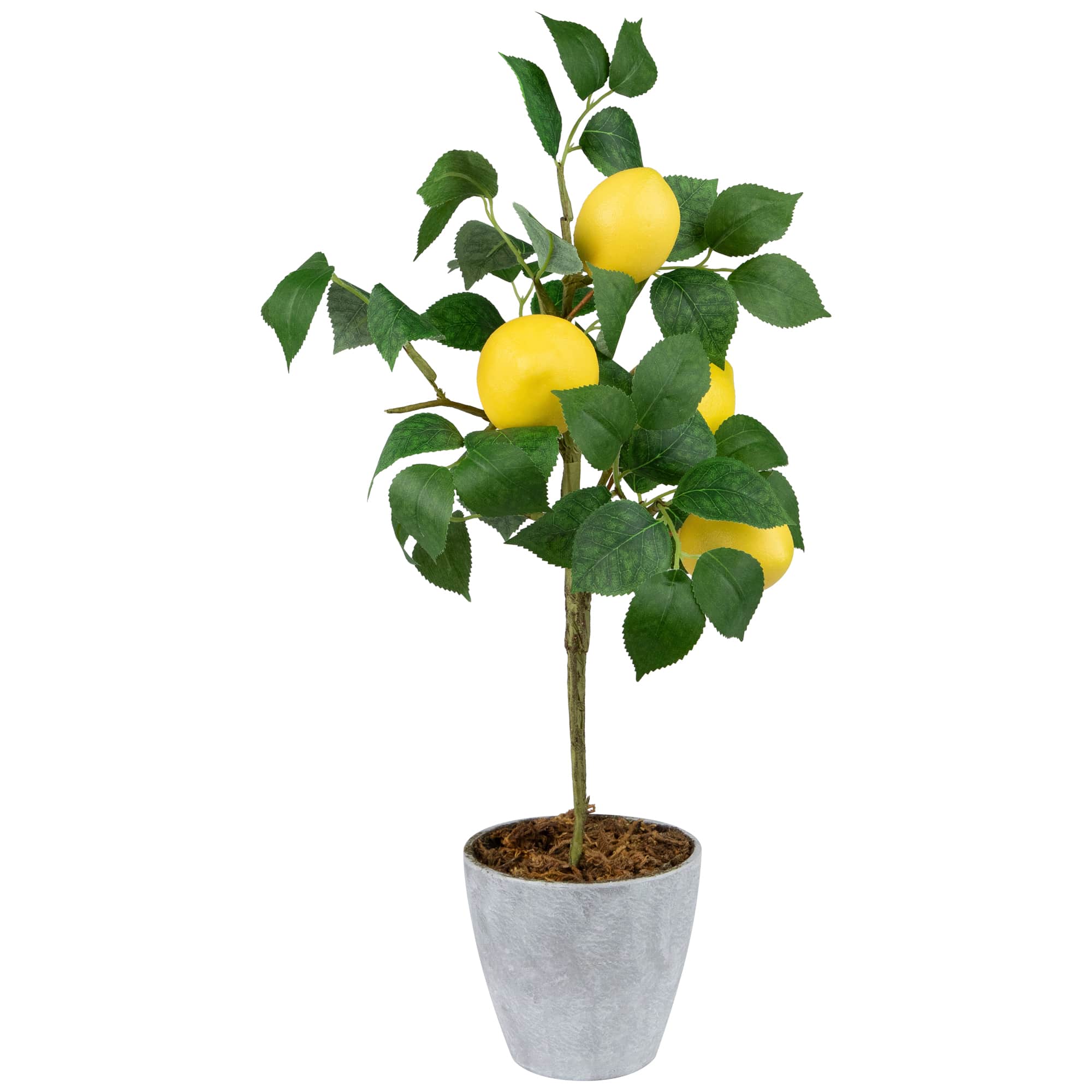 Northlight NORTHLIGHT VM91630 Artificial-Plants-Trees - View #4