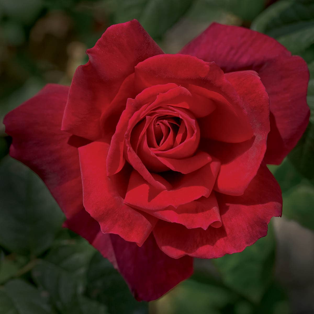 Direct Gardening 93370 roses - View #2