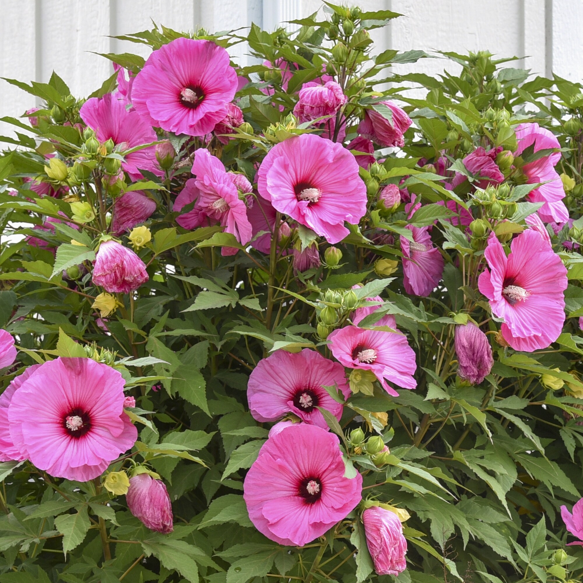 National Plant Network LW5255 shrubs - View #5
