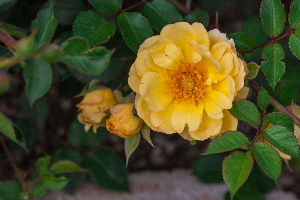 Spring Hill Nurseries 69333 roses - View #4