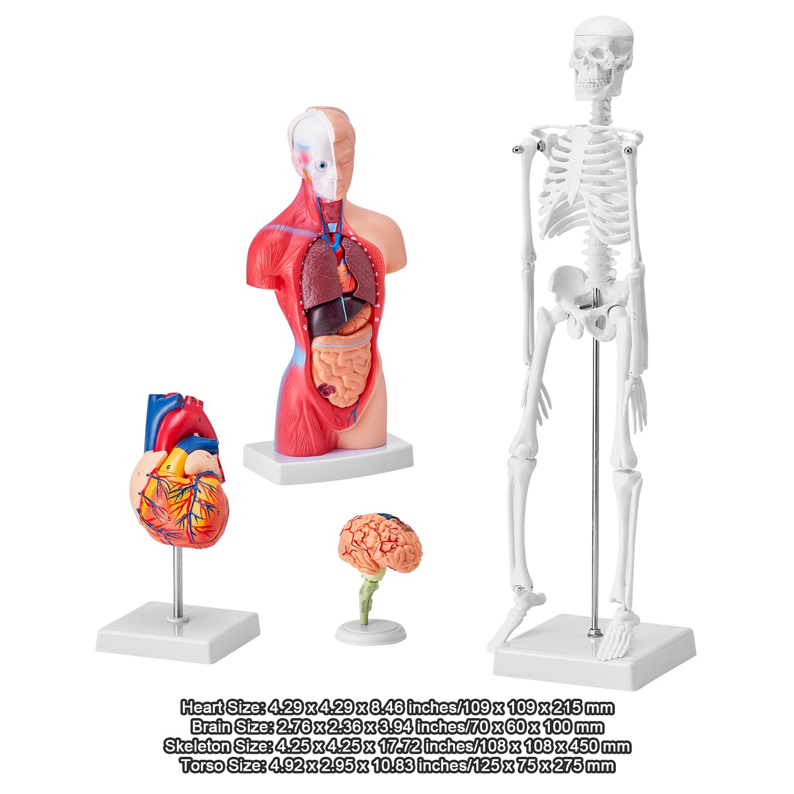 GIVIMO 4-Piece Human Anatomy Model Set with Torso Brain Heart and ...