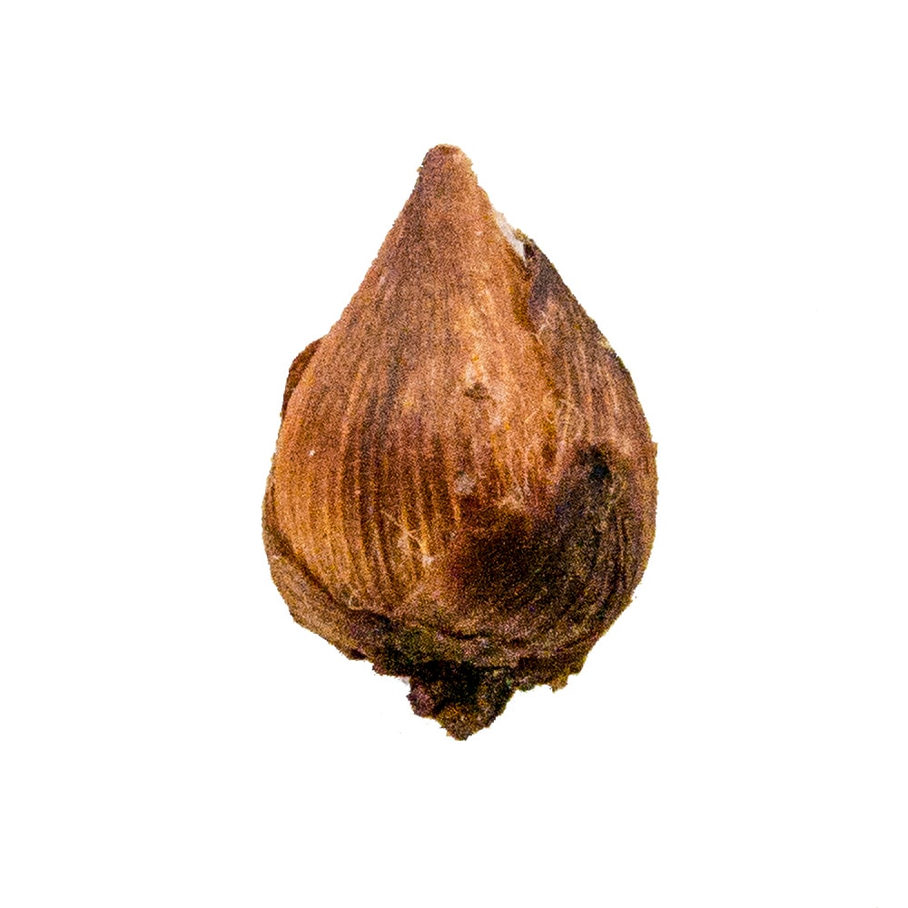Gardens Alive! 66918 Plant-Bulbs - View #2