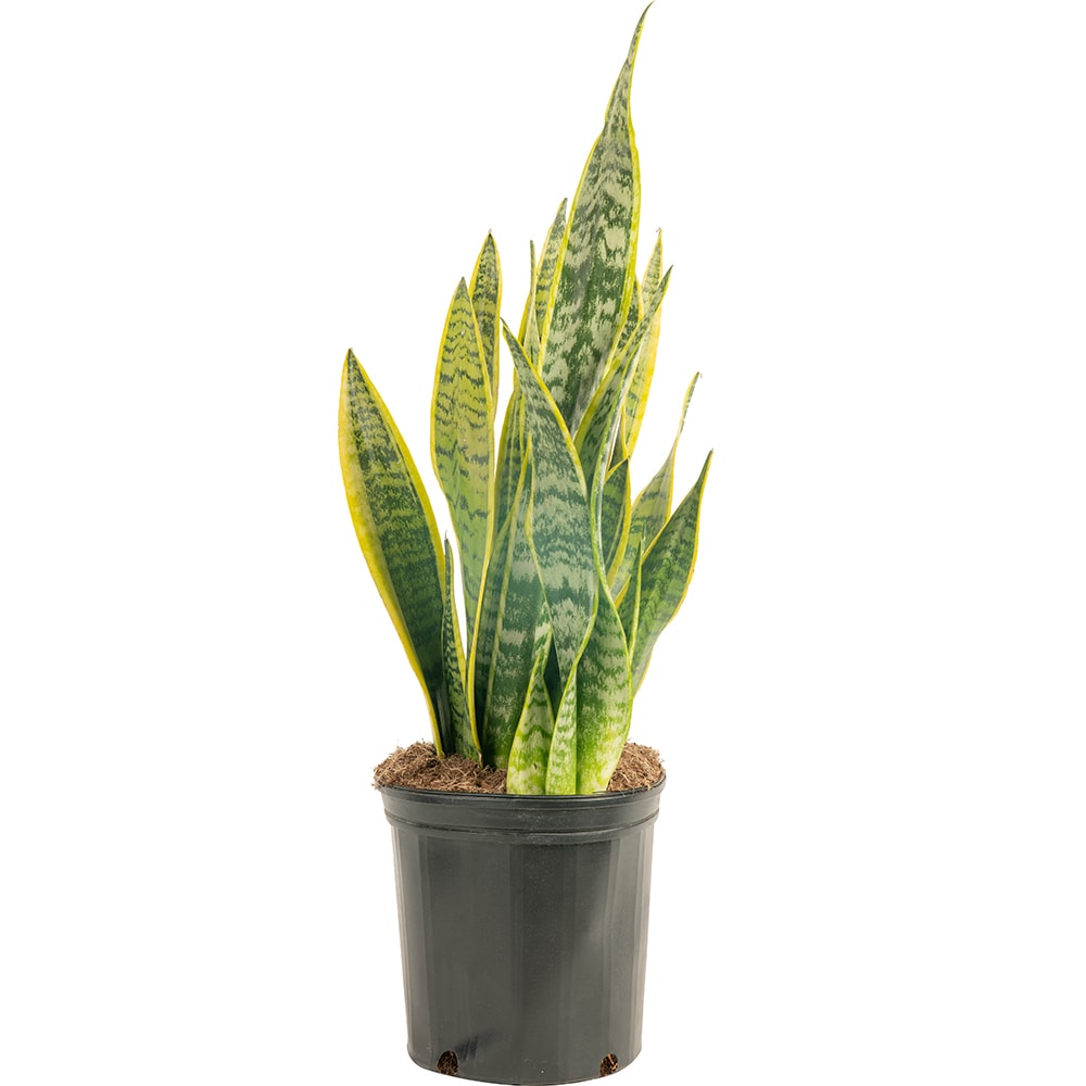 Costa Farms Snake Plant House Plant in 10-in Pot in the House Plants ...
