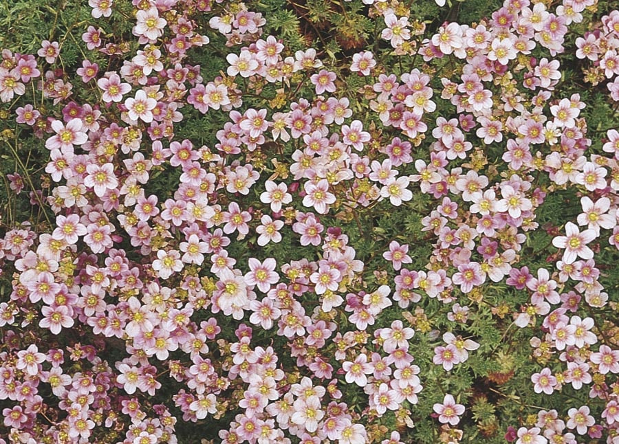 Lowe's NURSERY Multicolor Rockfoil Plant in 1 -Gallon Pot