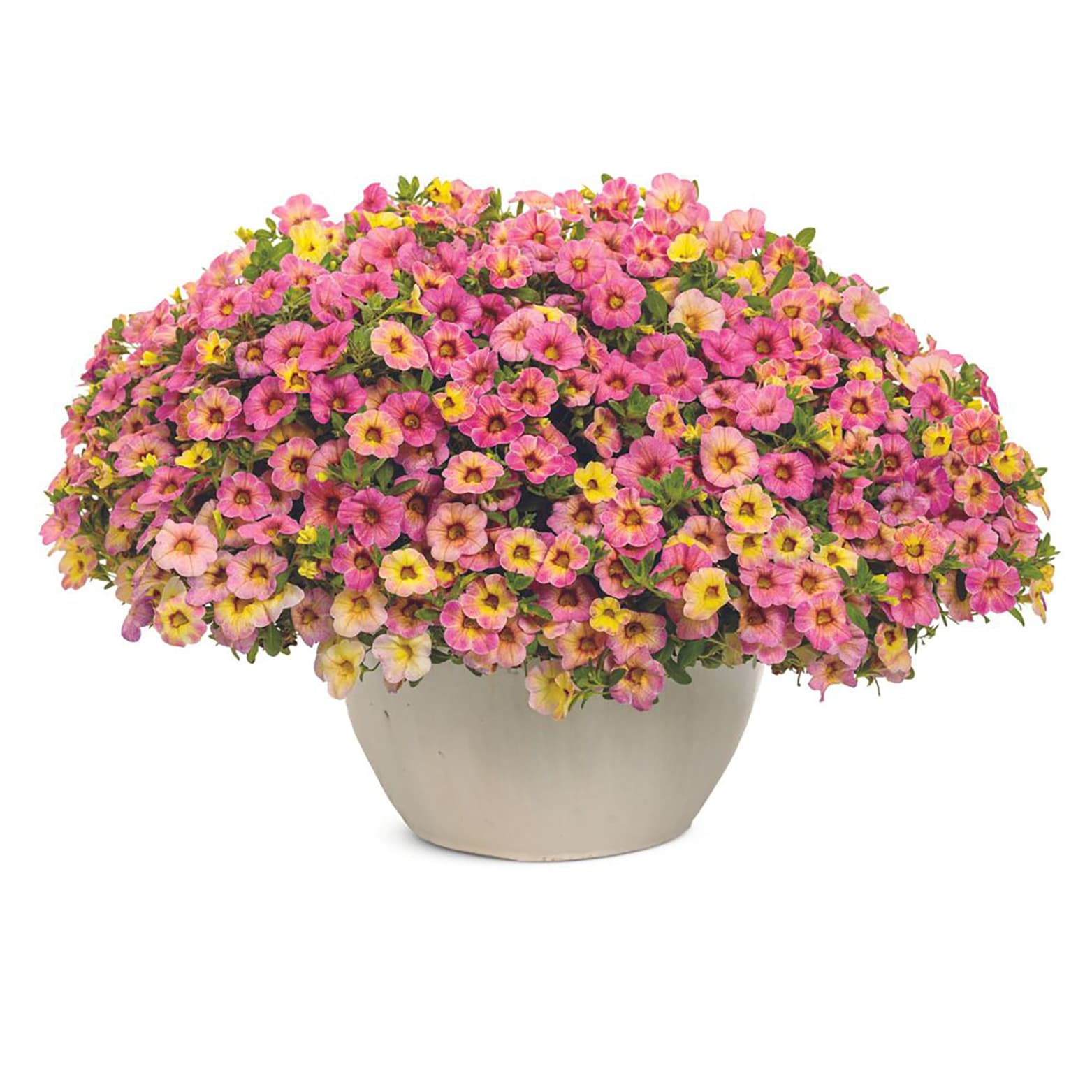 Proven Winners BELPRW7207504 annuals - View #4