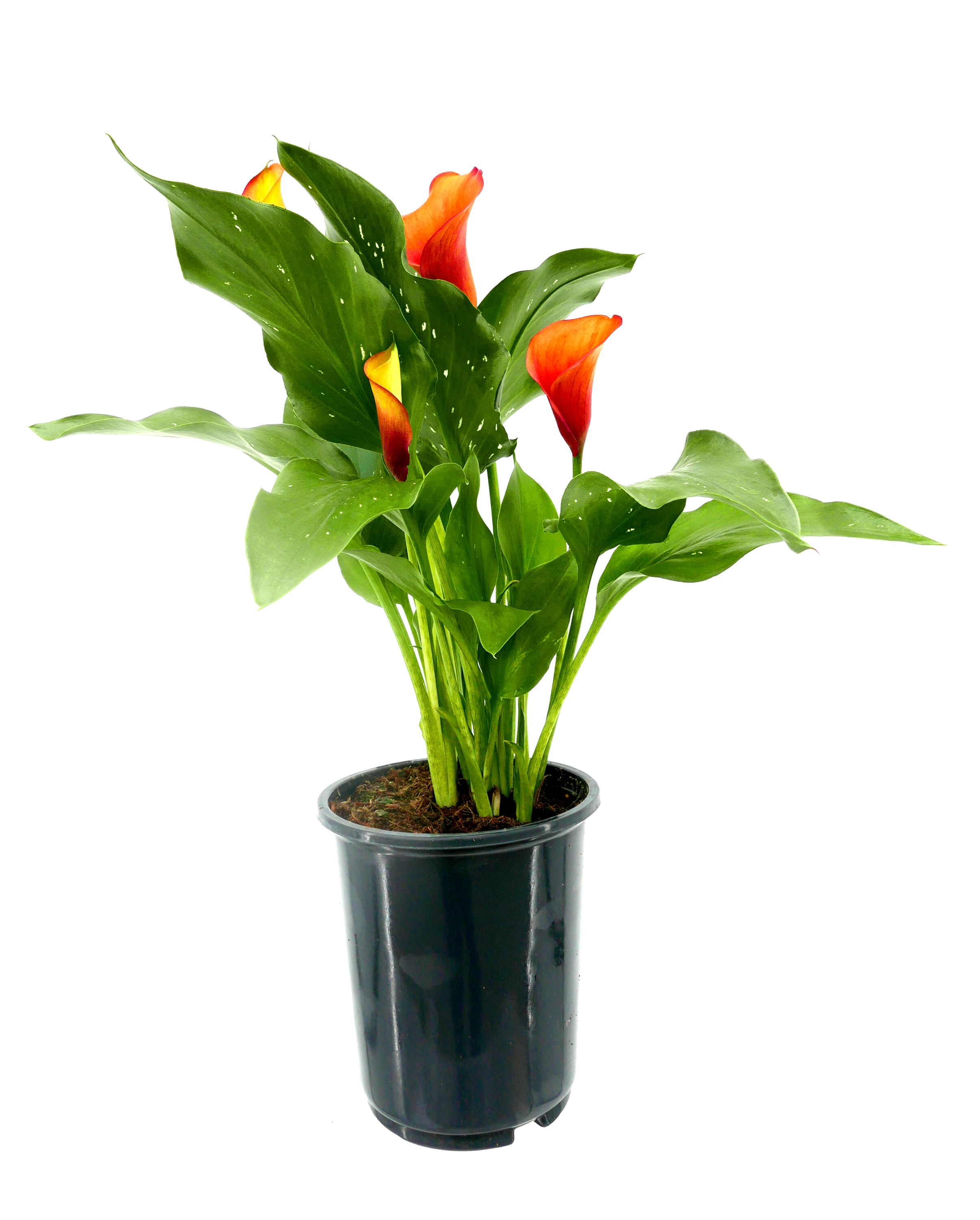  2452 Orange Calla Lily Plant in 2.5 -Quart Pot 1 -Pack